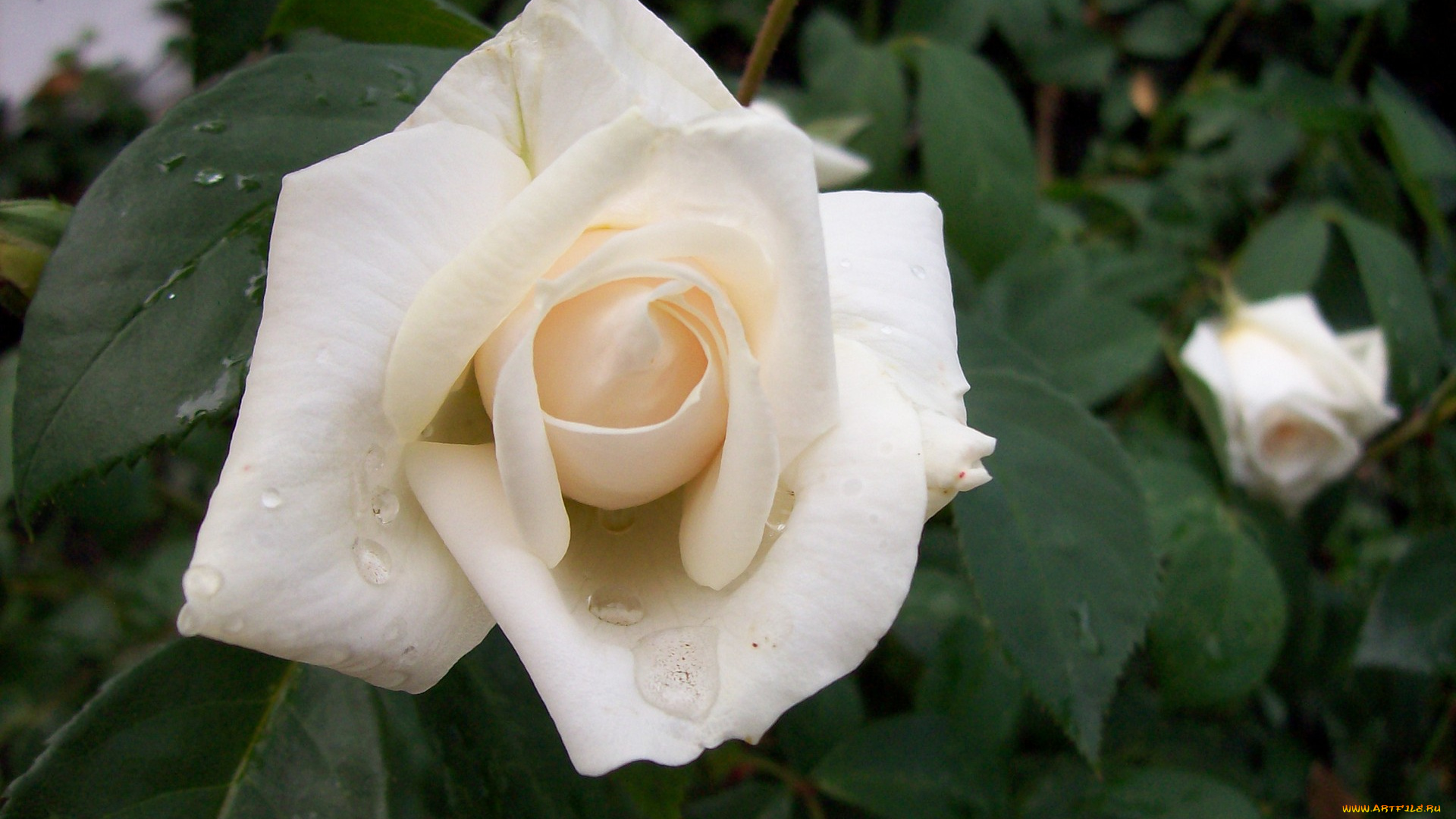 цветы, розы, кремовая, капельки