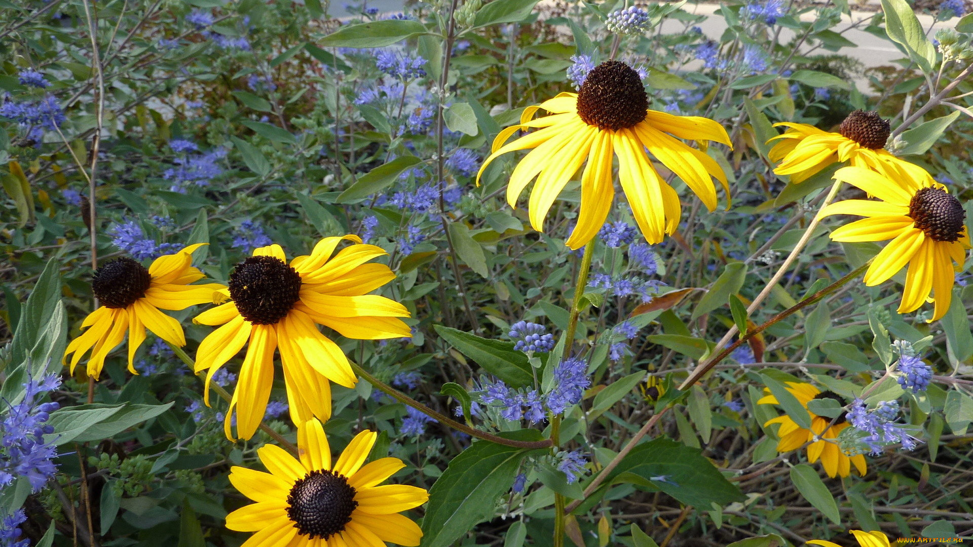 цветы, рудбекия, желтые