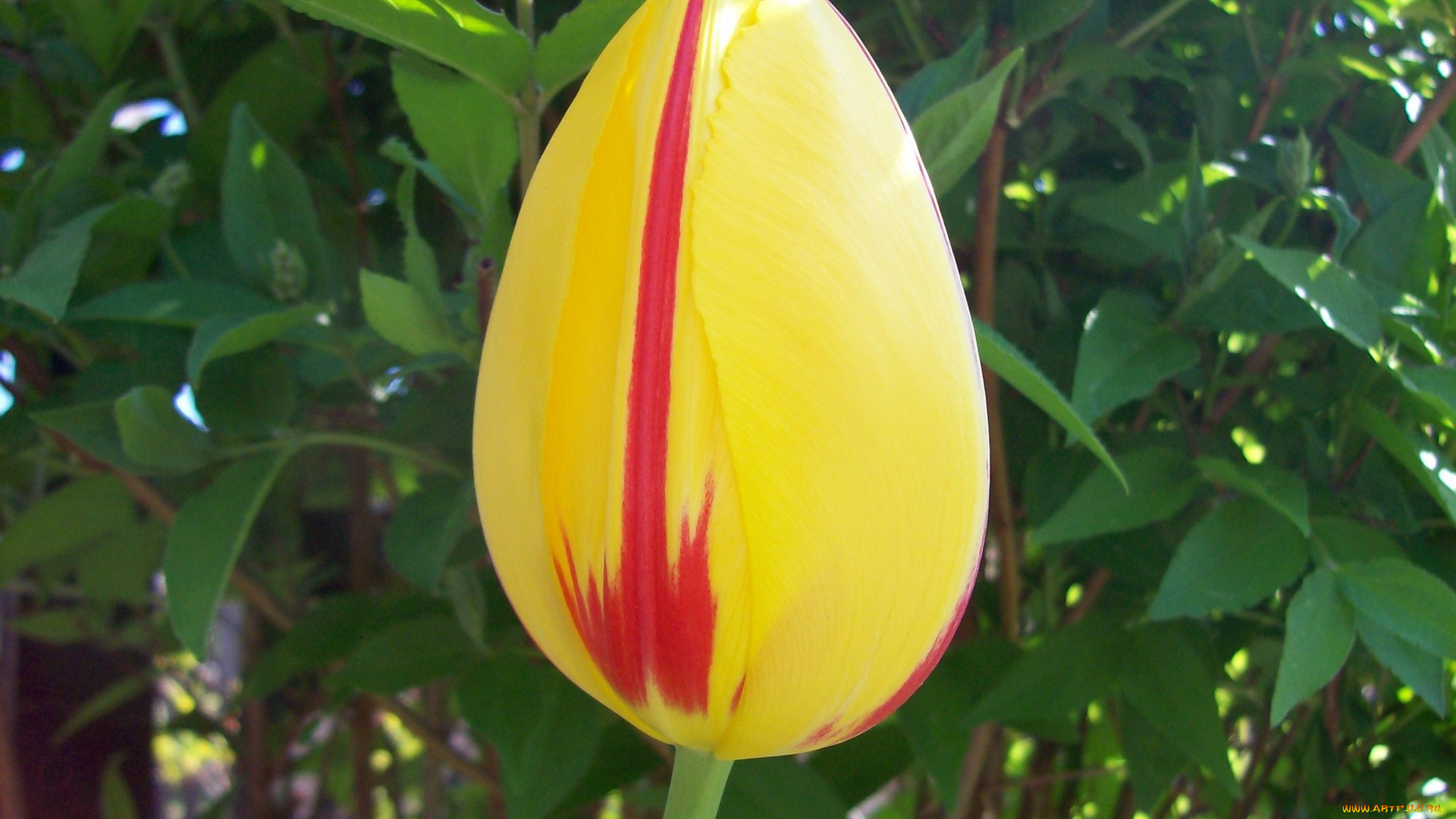 цветы, тюльпаны, закрытый, желтый