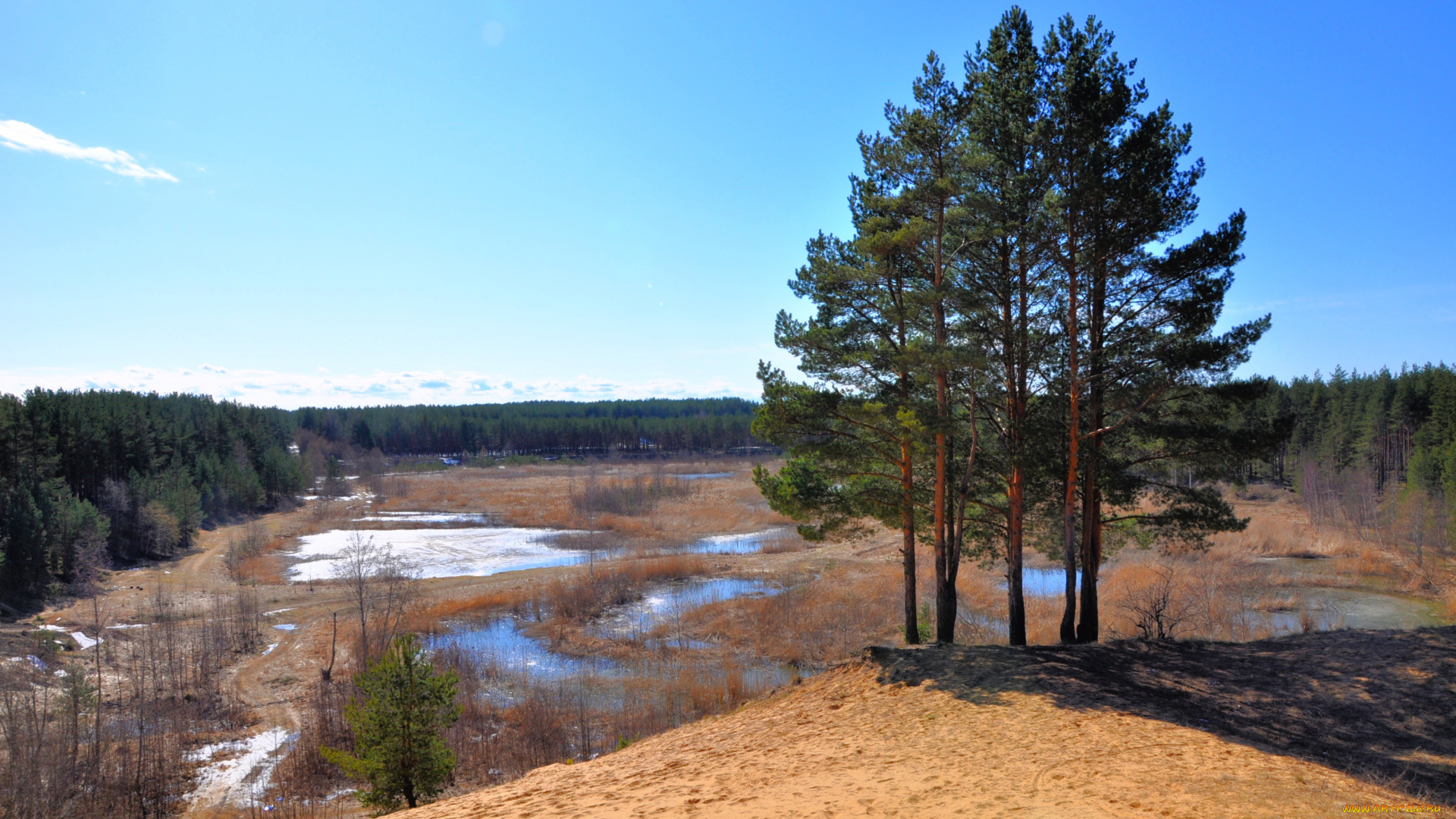 природа, деревья, пейзаж