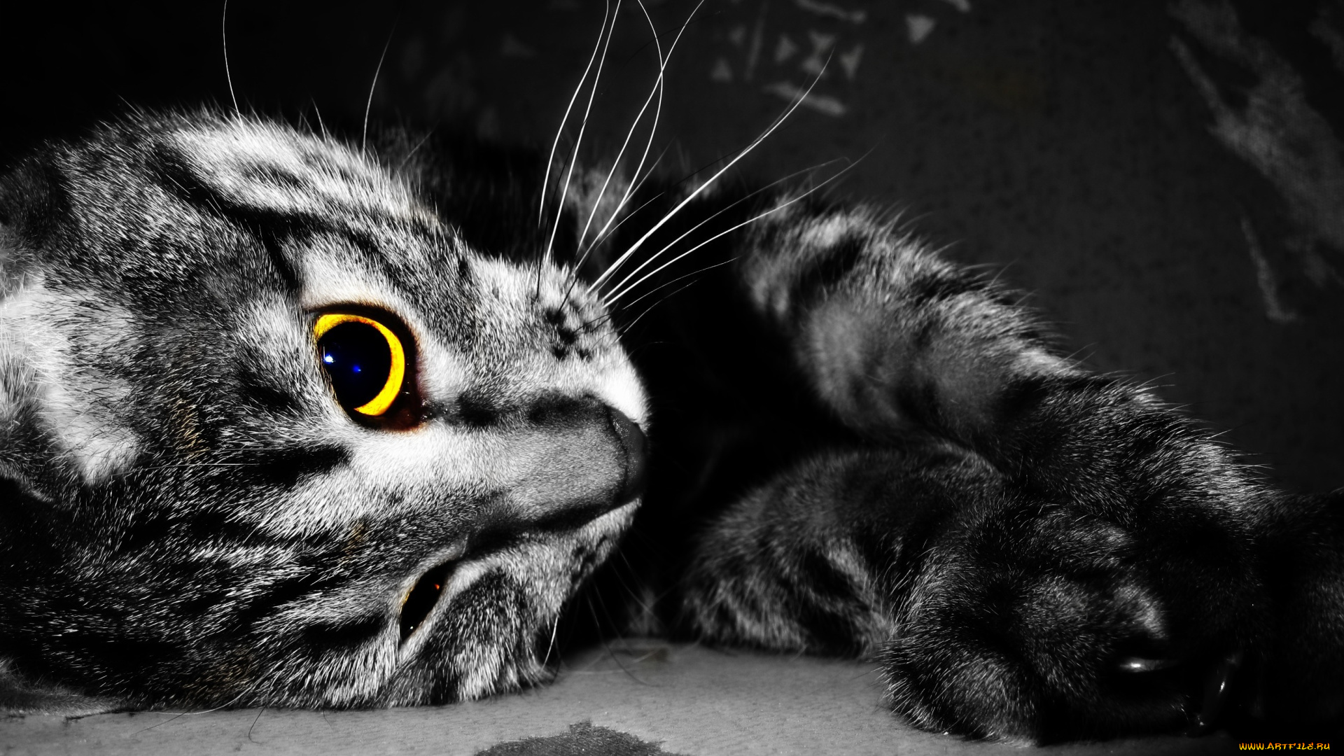 животные, коты, кошка, кот