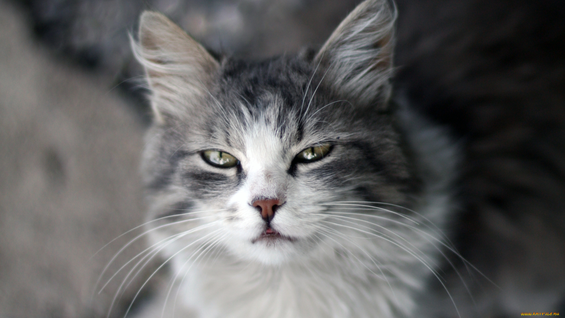 животные, коты, кошка, кот