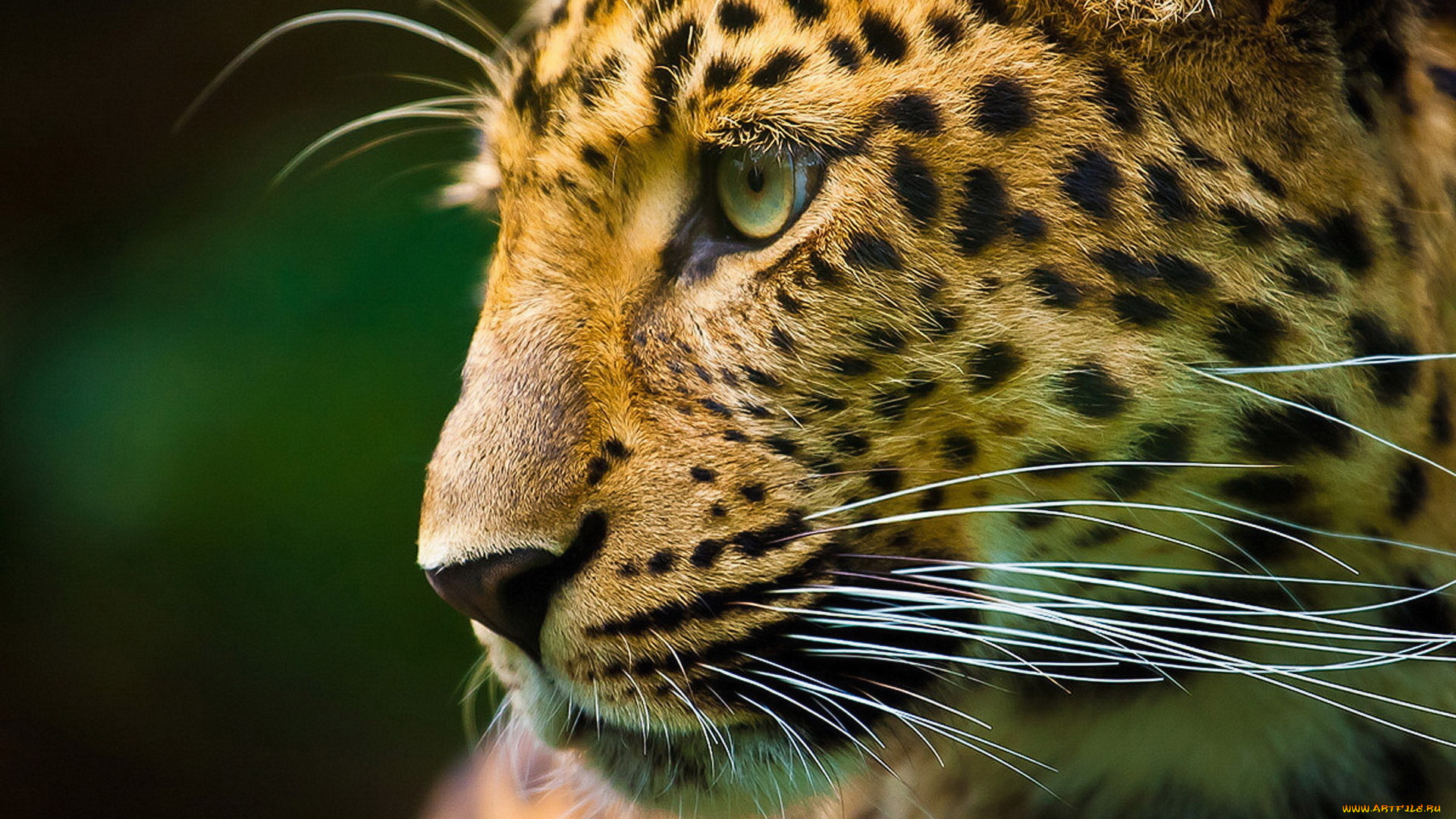 животные, леопарды, леопард