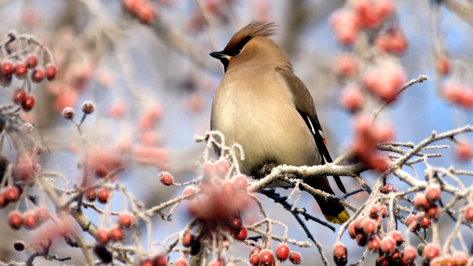 животные, свиристели, ветки, ягоды, хохолок