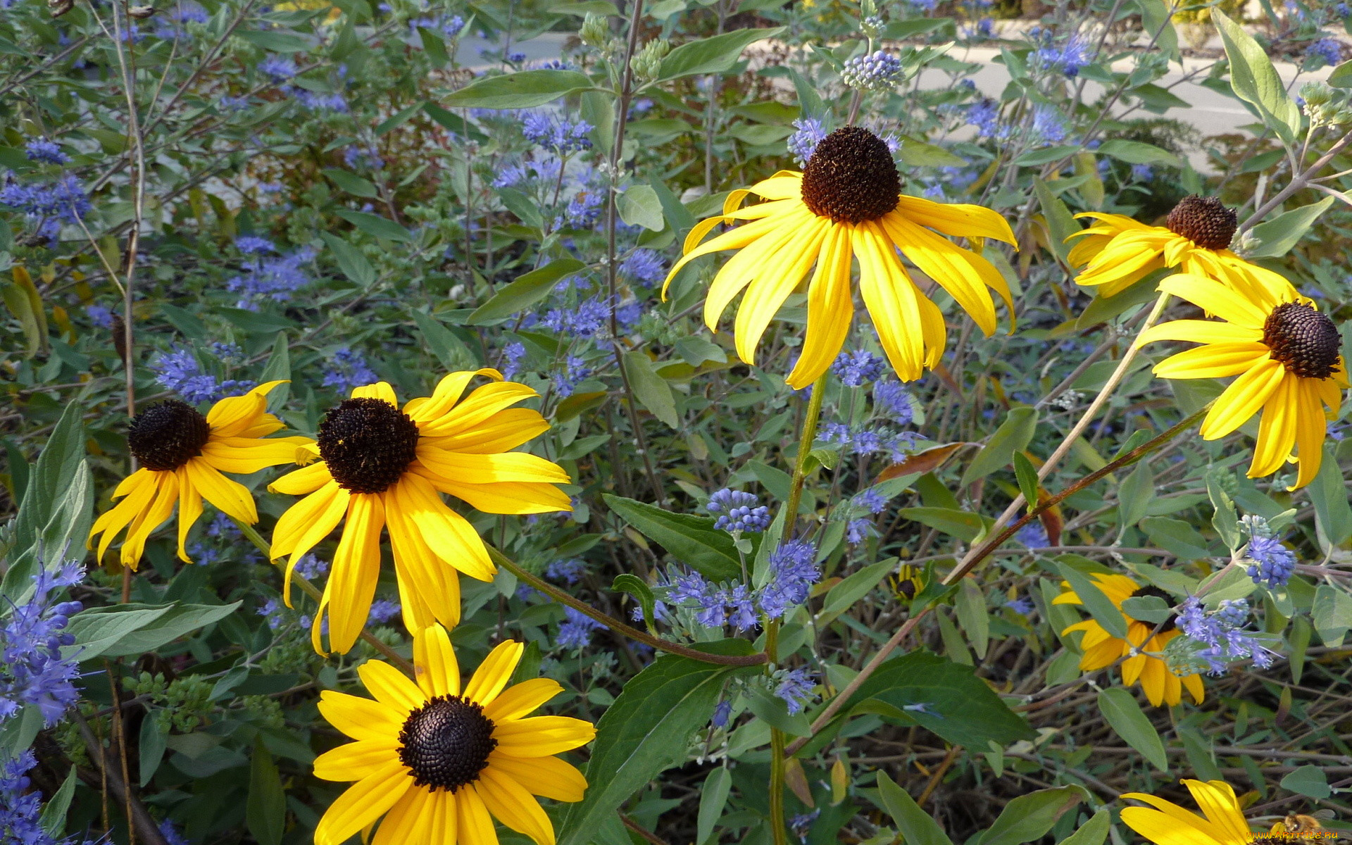 цветы, рудбекия, желтые
