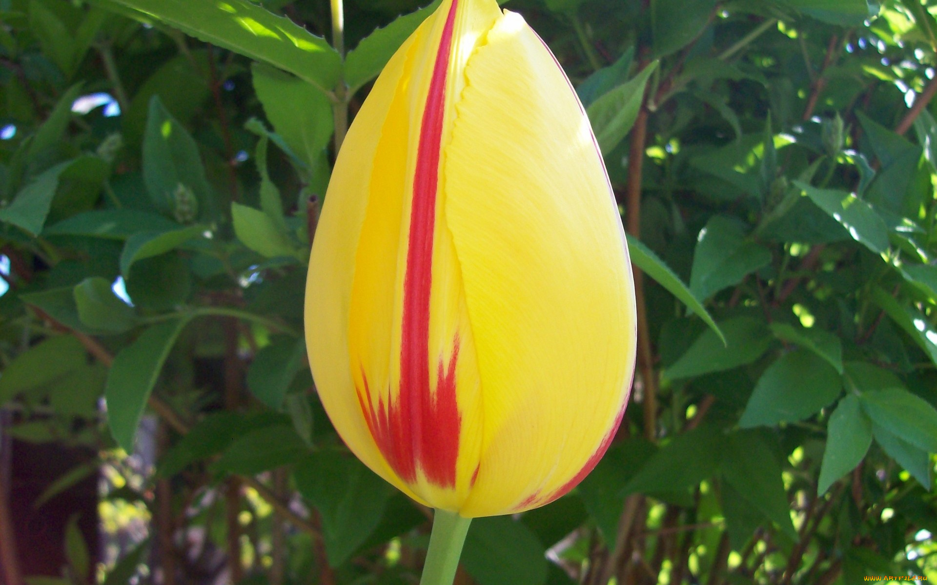 цветы, тюльпаны, закрытый, желтый