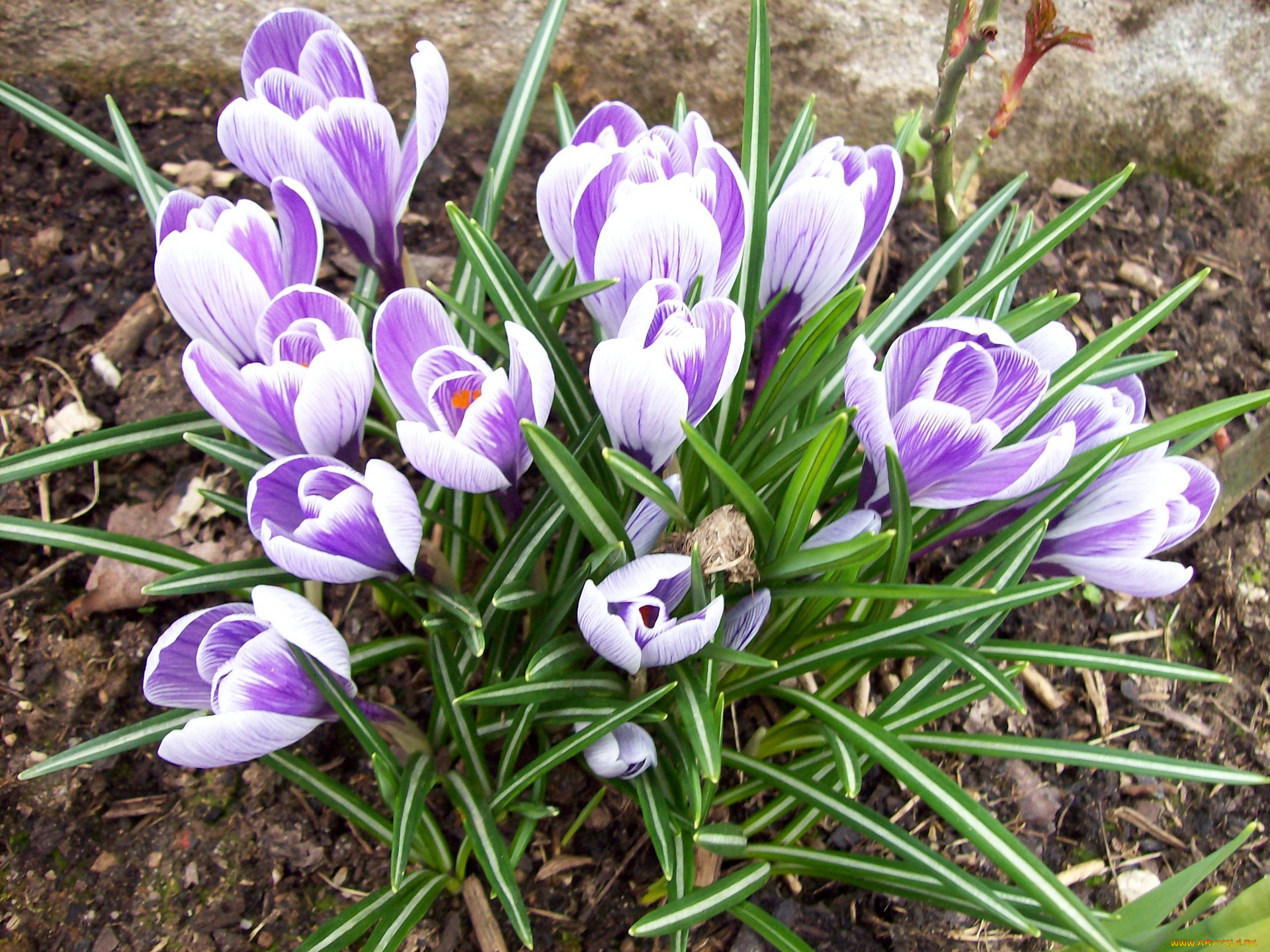 цветы, крокусы, филетовый