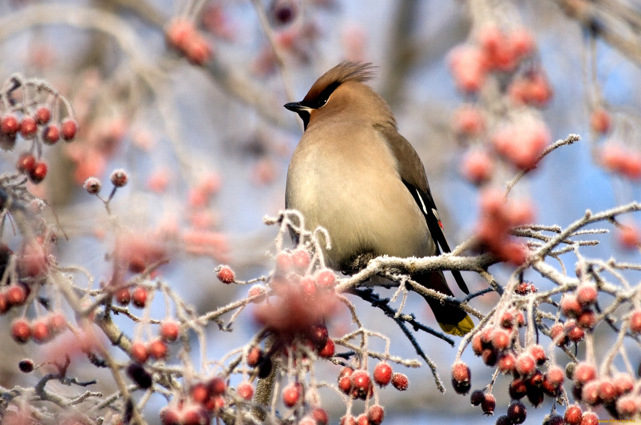 животные, свиристели, ветки, ягоды, хохолок