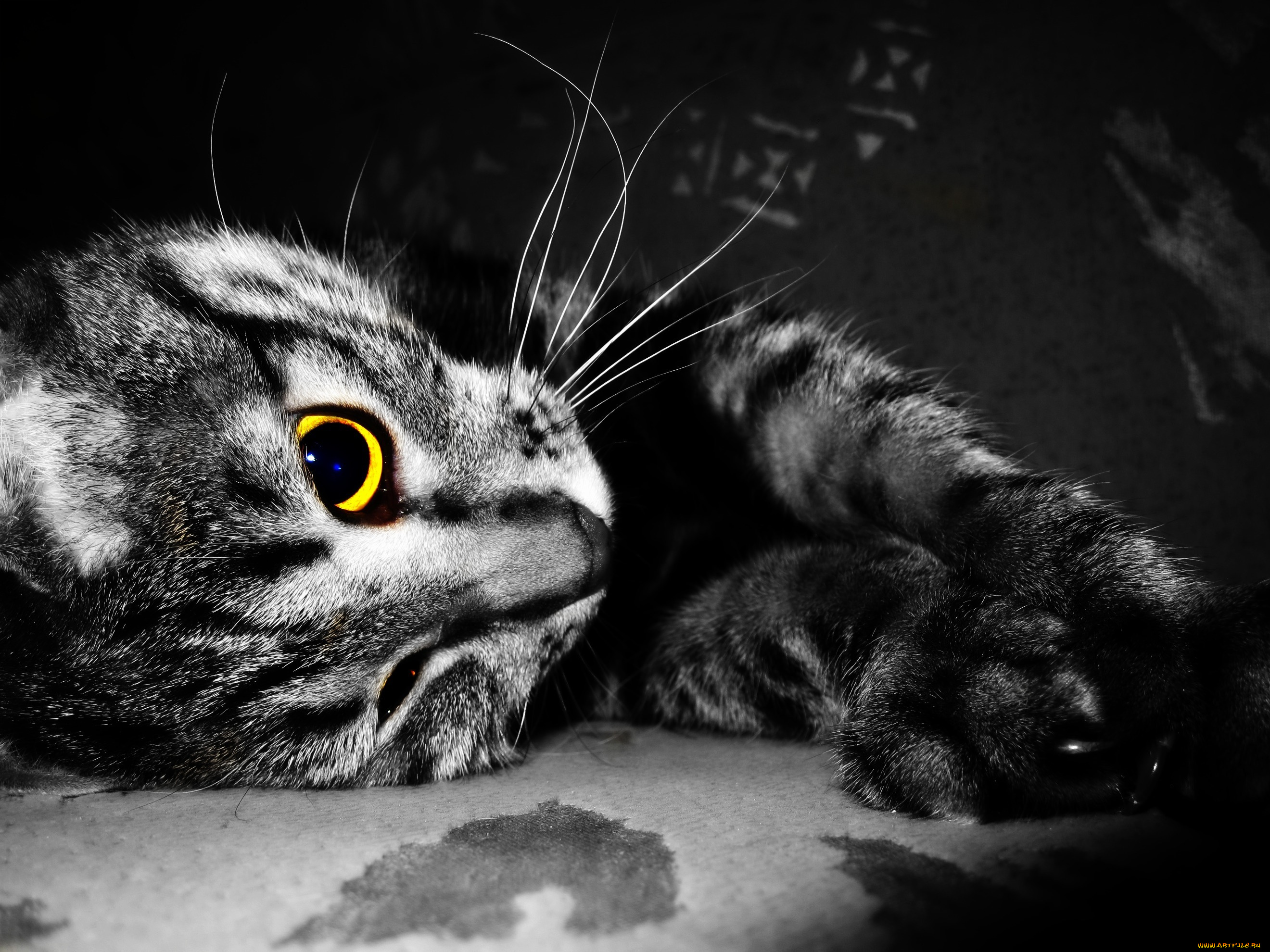 животные, коты, кошка, кот