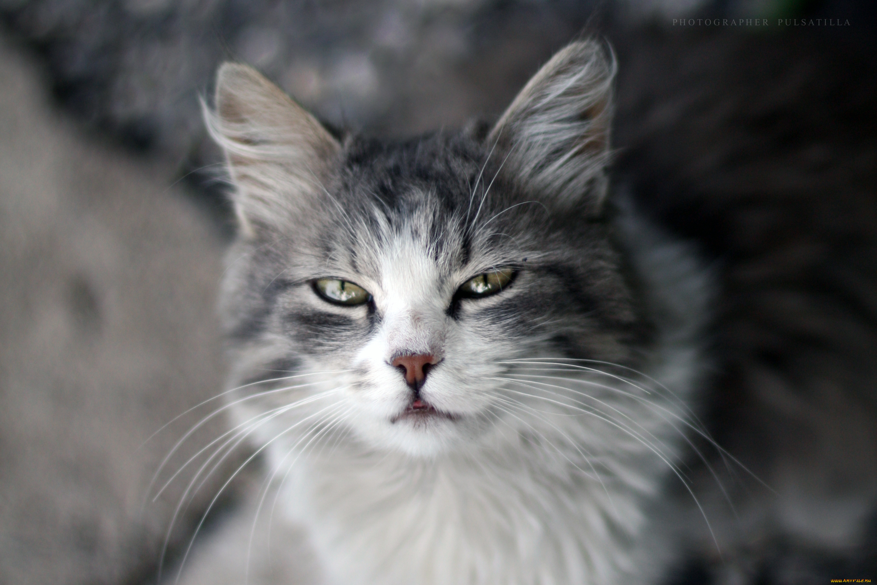 животные, коты, кошка, кот