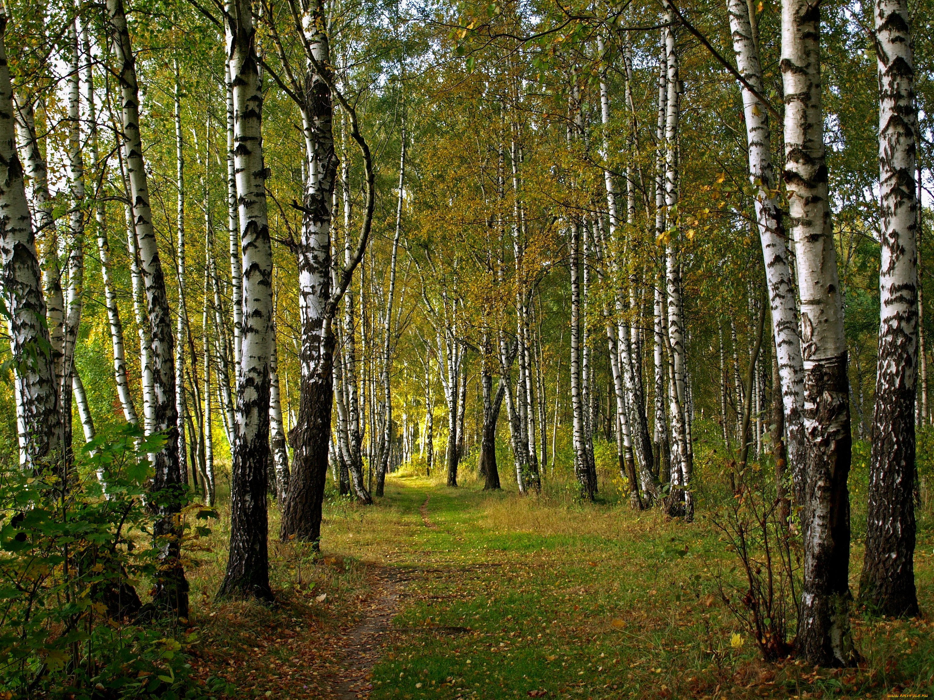 природа, лес, деревья, берёзы, роща