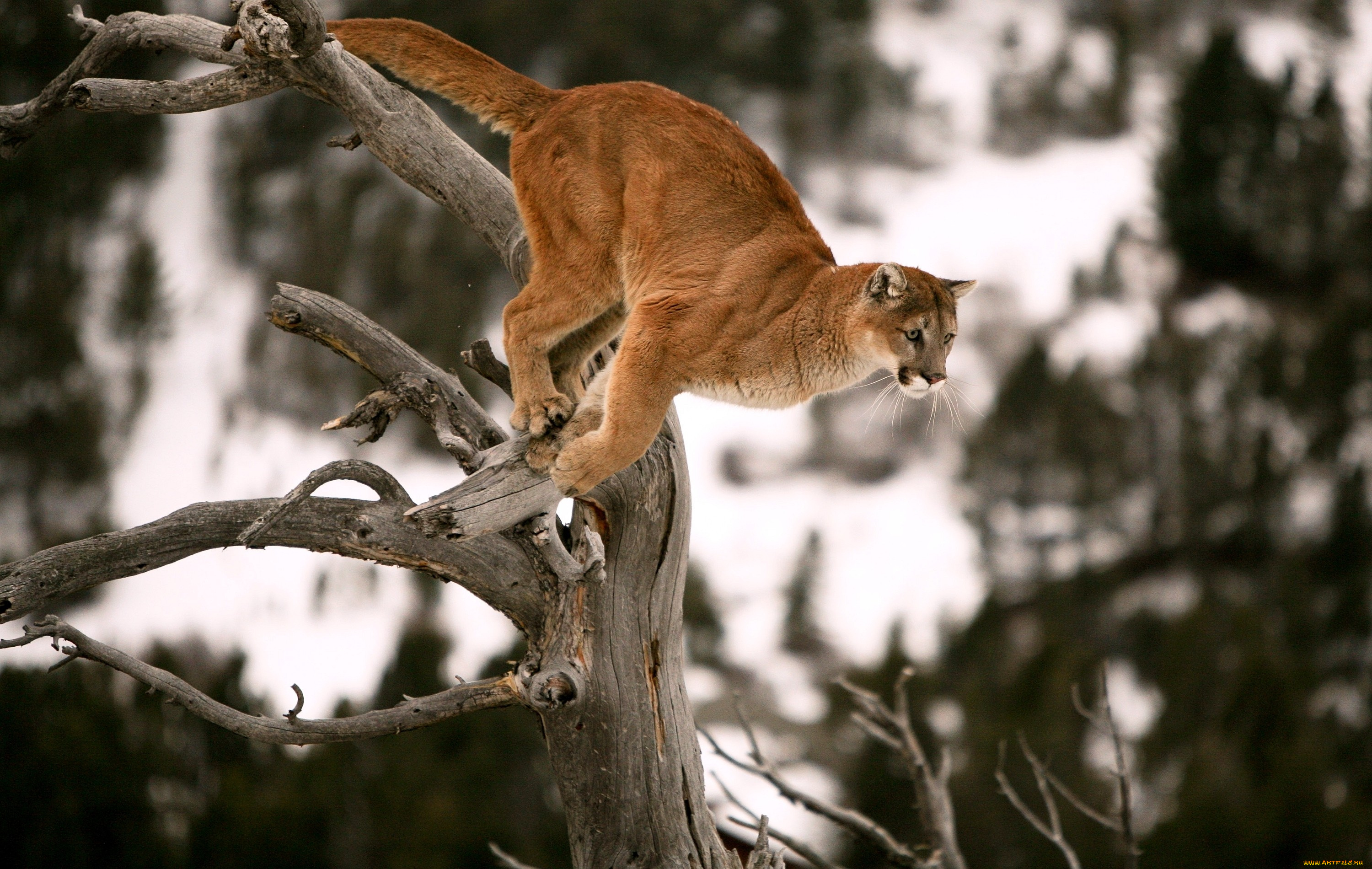 животные, пумы, дерево, прыжок, хищник