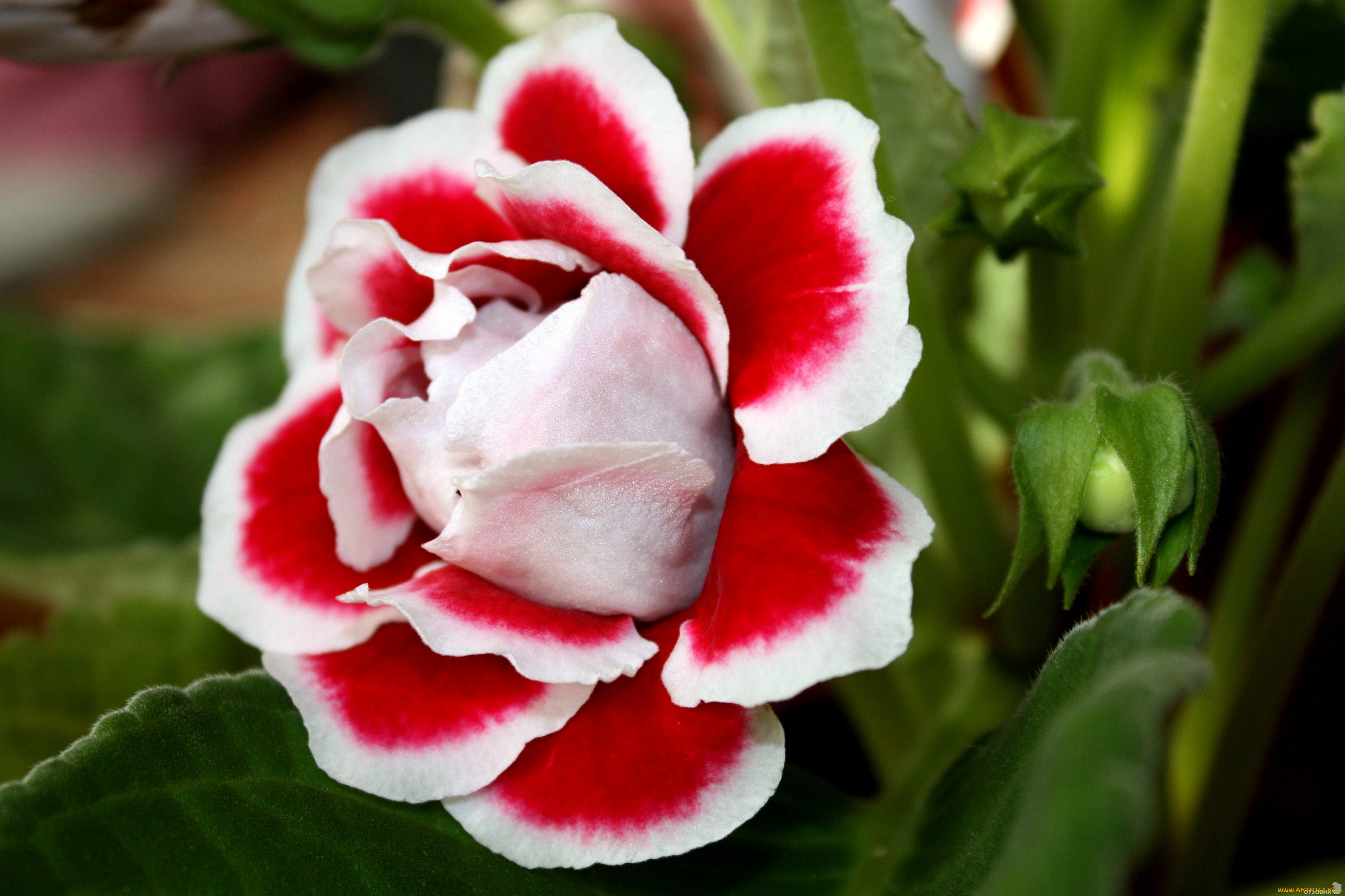 цветы, глоксиния, синнингия, красно-белый