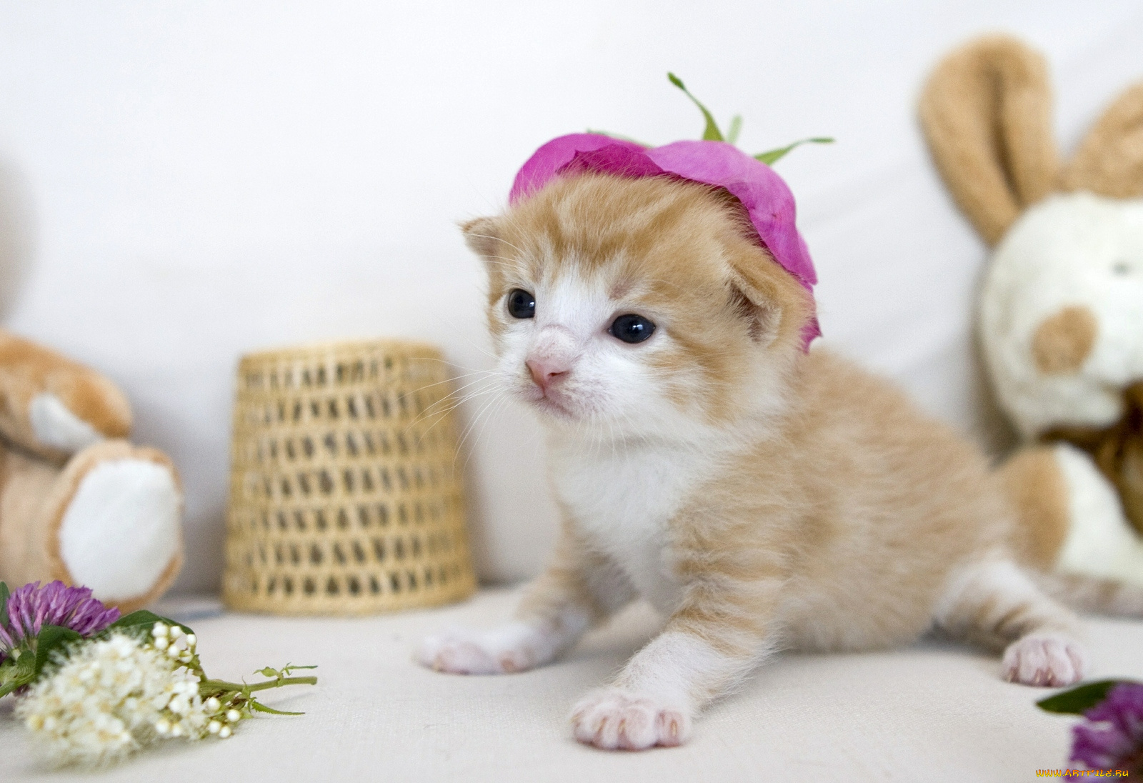 животные, коты, шапочка, малыш, ккотенок