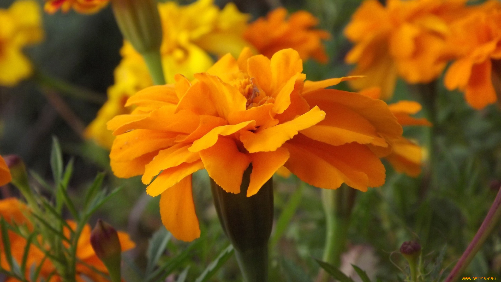 цветы, бархатцы, оранжевый