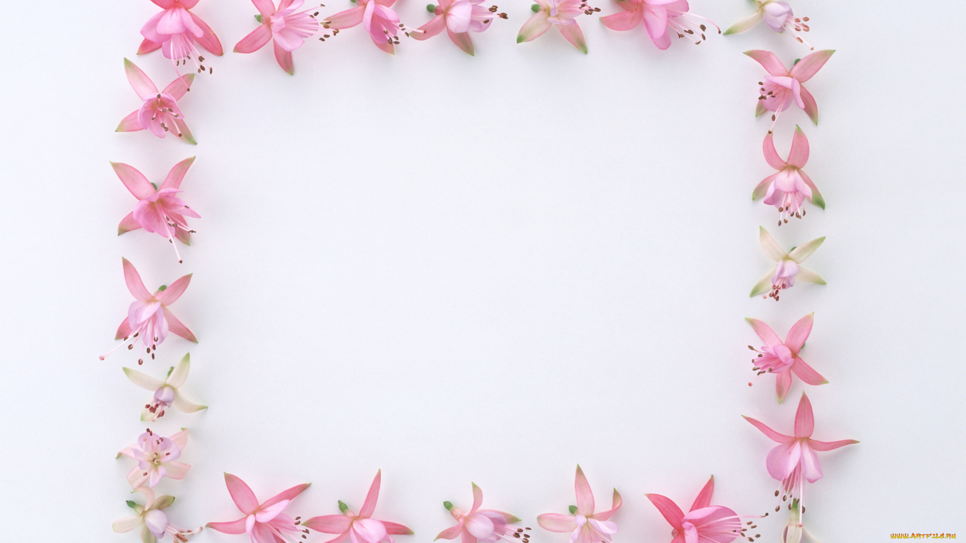 цветы, фуксия, бутоны