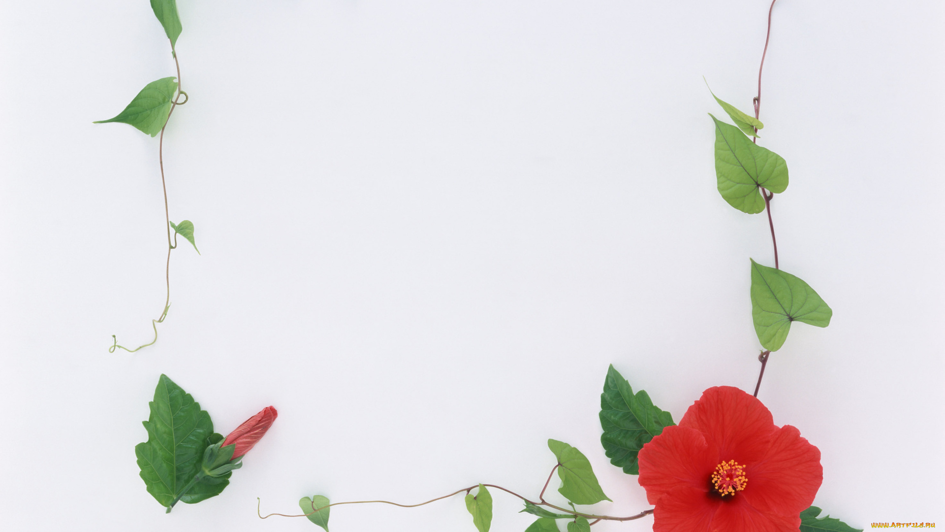 цветы, гибискусы, венок