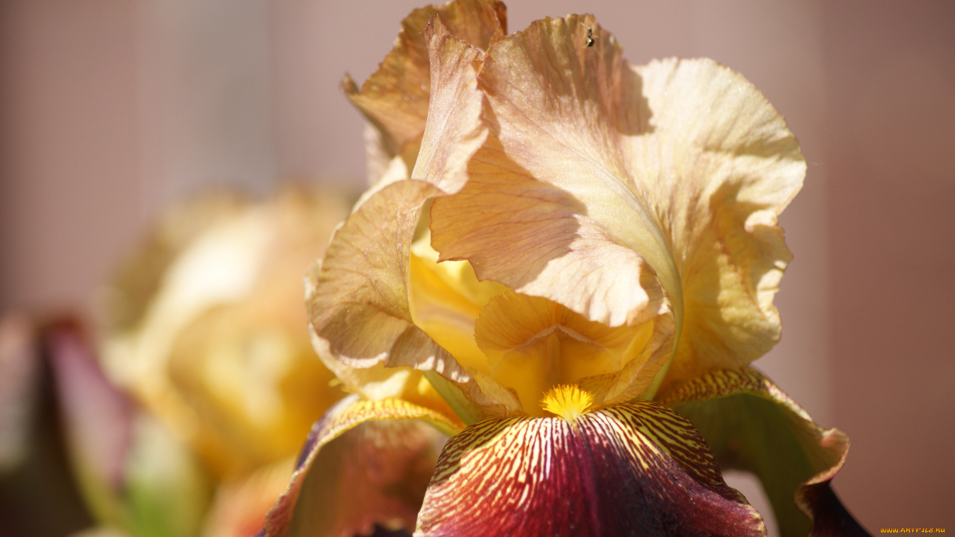 цветы, ирисы, макро