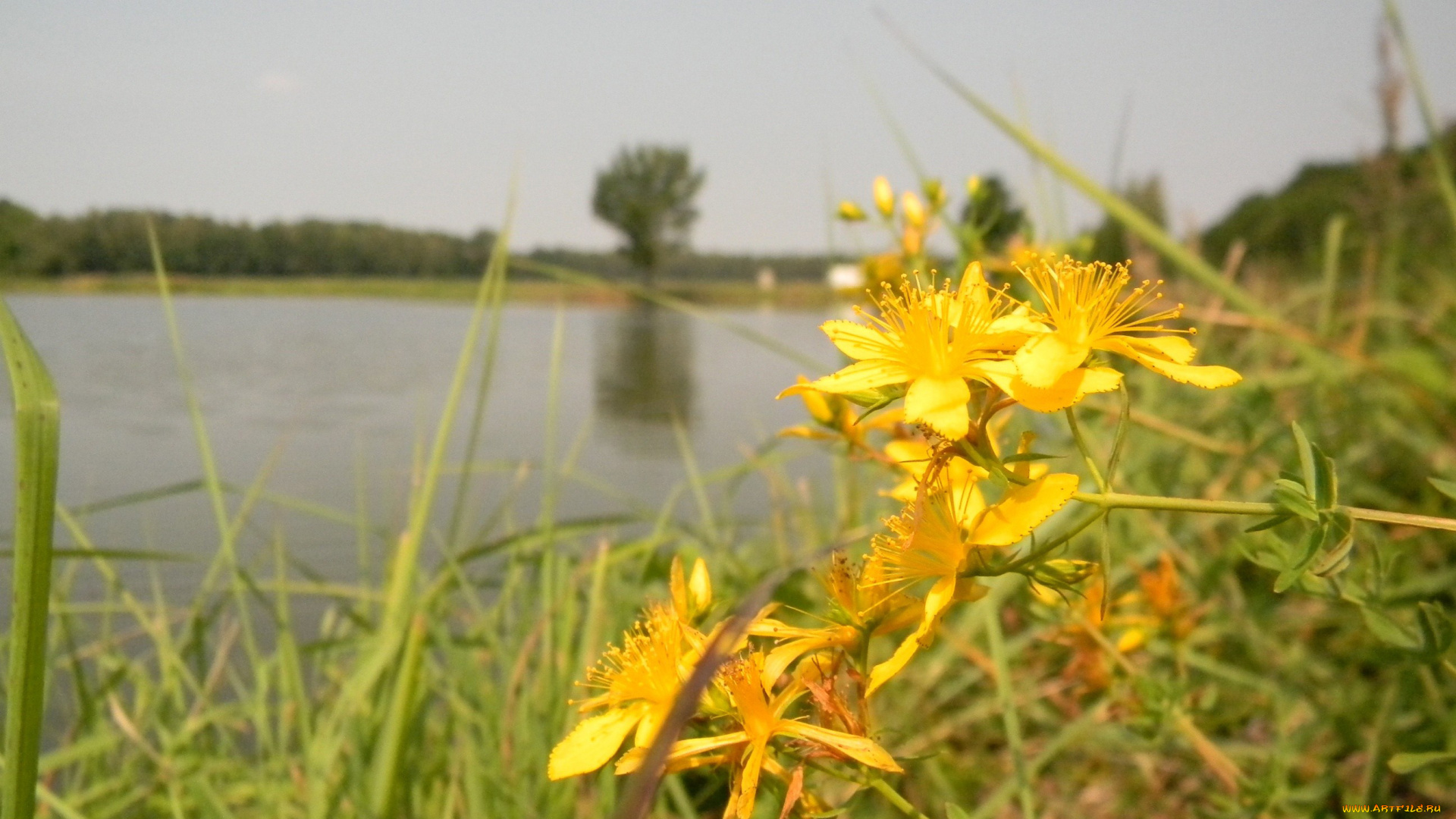 цветы, луговые, полевые, зверобой