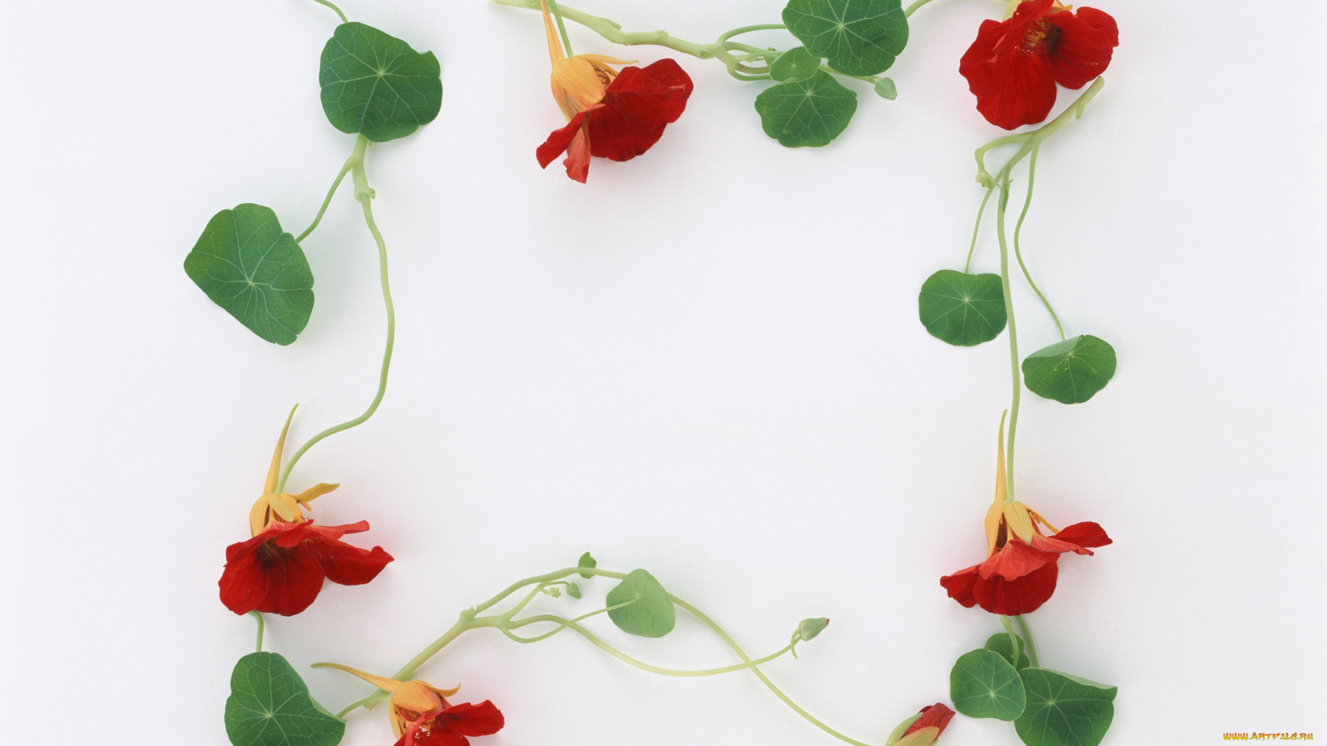 цветы, настурции, листочки