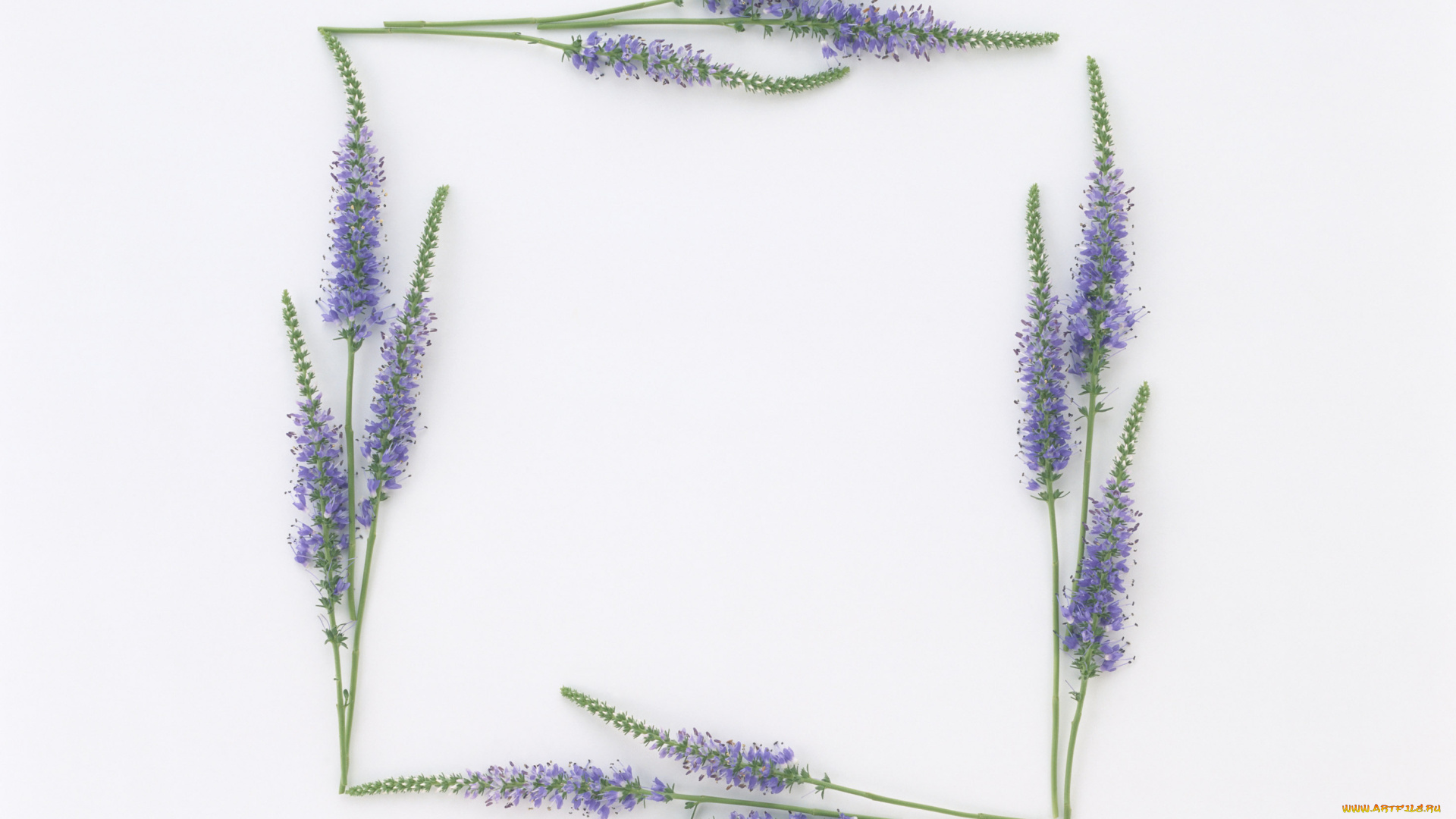 цветы, немофилы, вероники, веночек