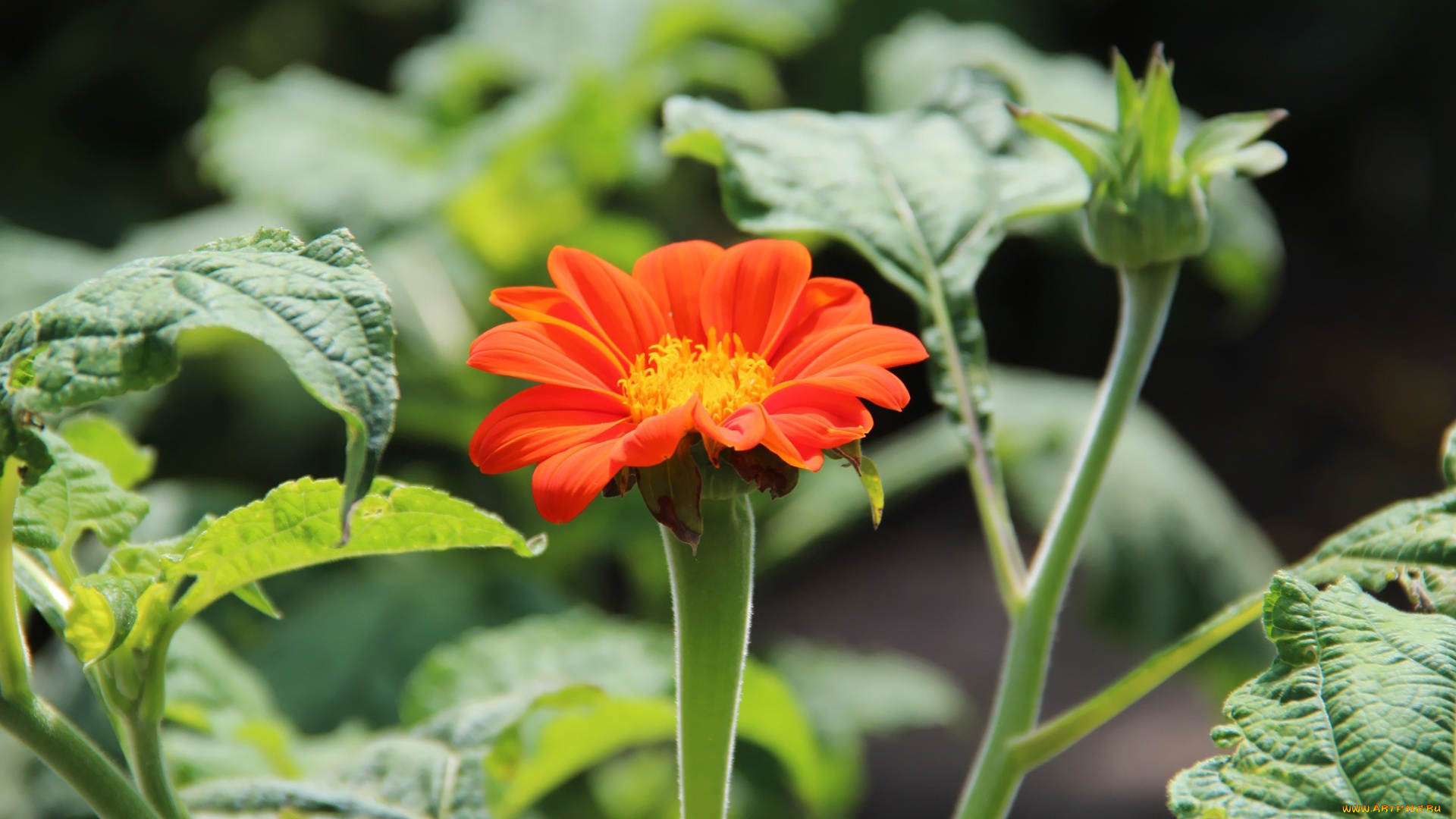 цветы, оранжевый