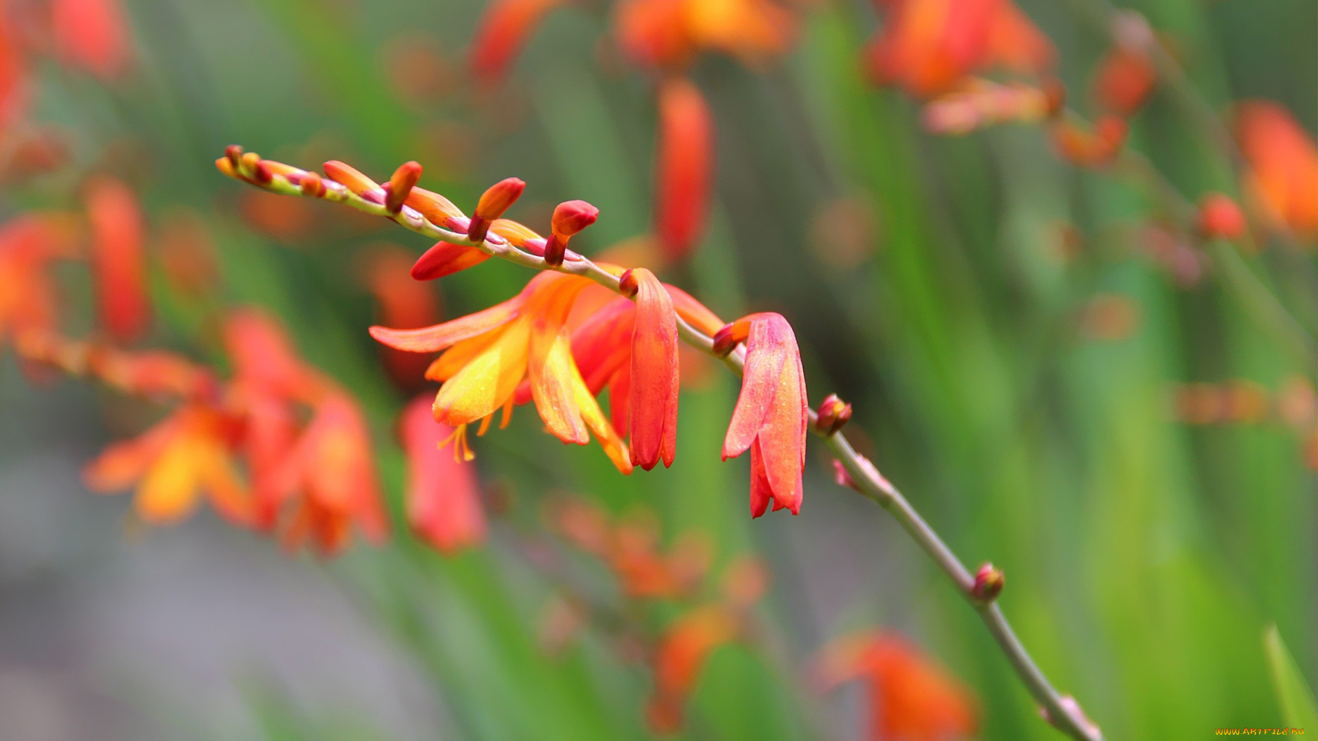 цветы, оранжевый