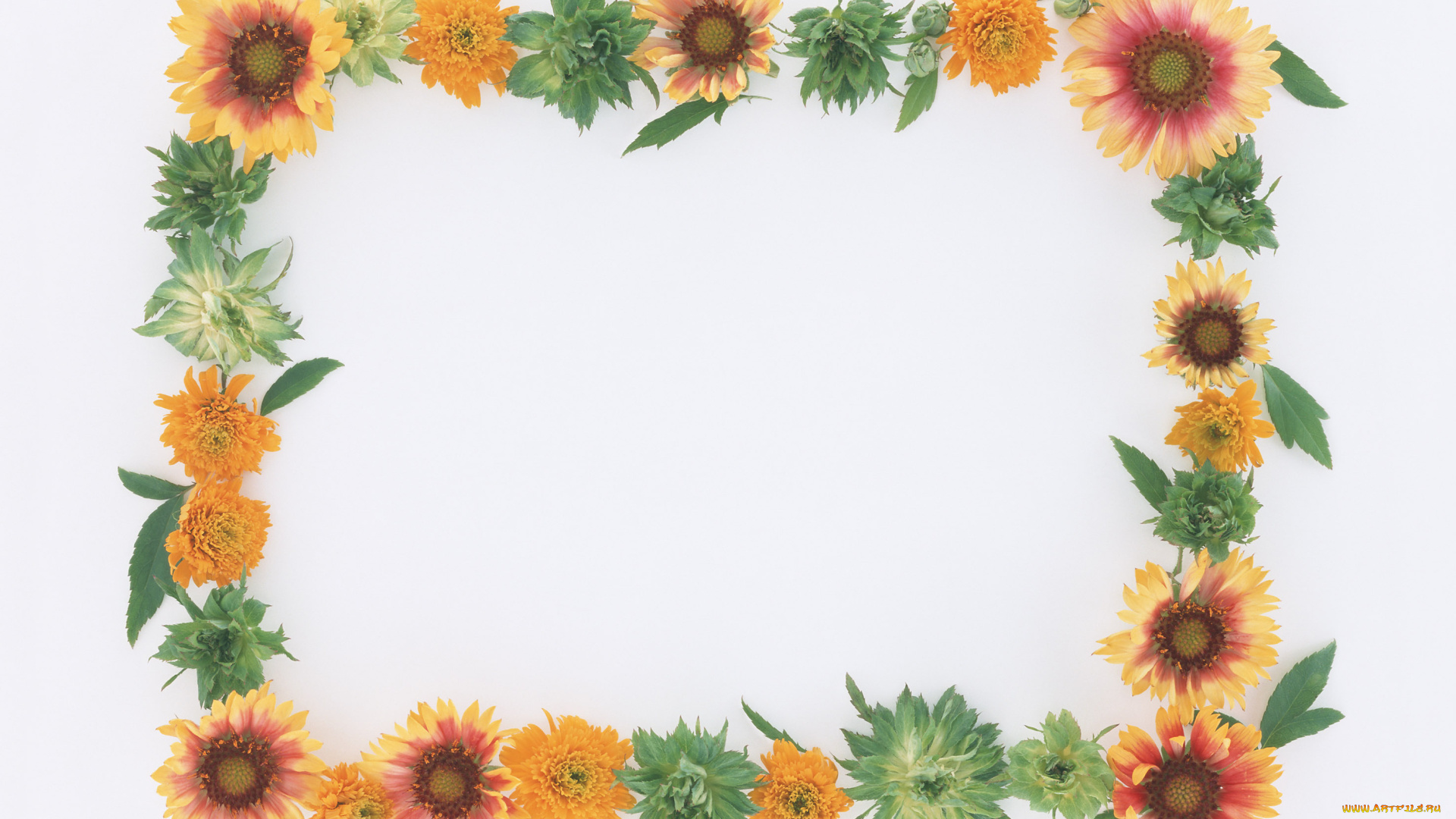 цветы, разные, вместе, листочки