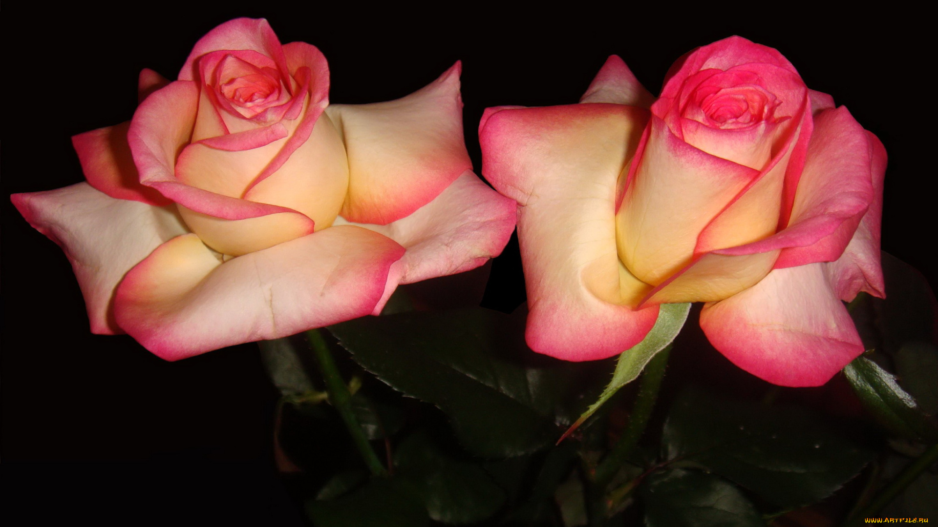 цветы, розы