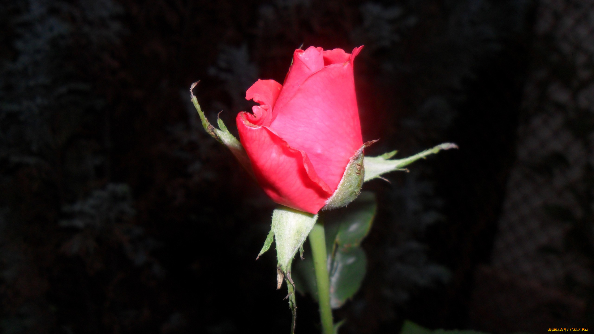 цветы, розы, бутон, розовый