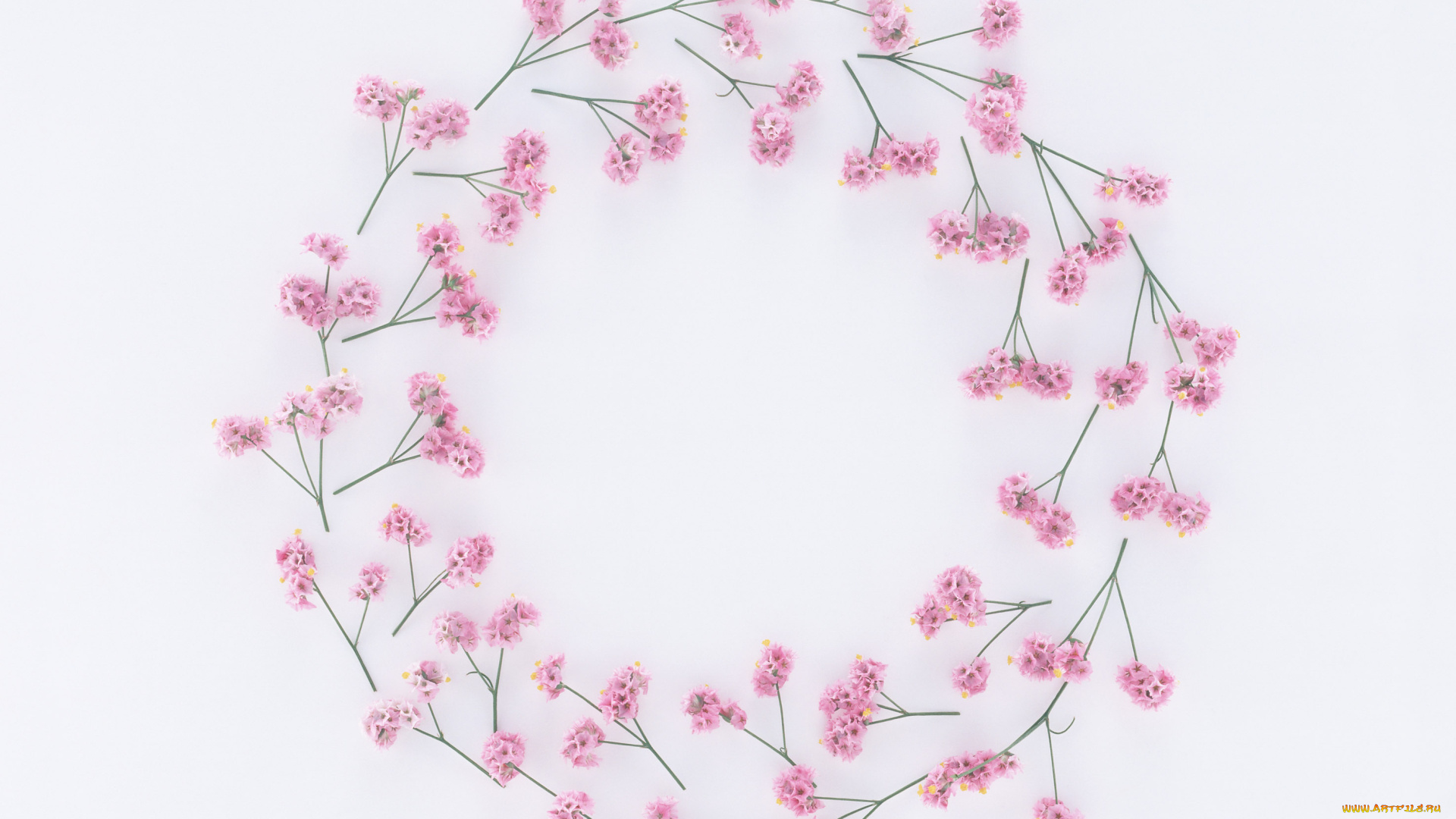 цветы, венок