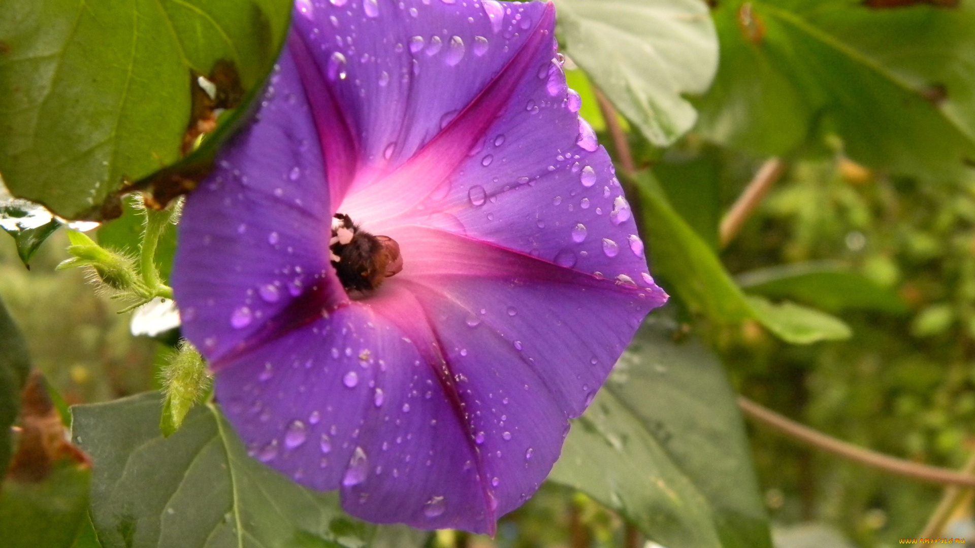 цветы, вьюнки, ипомеи, фиолетовый