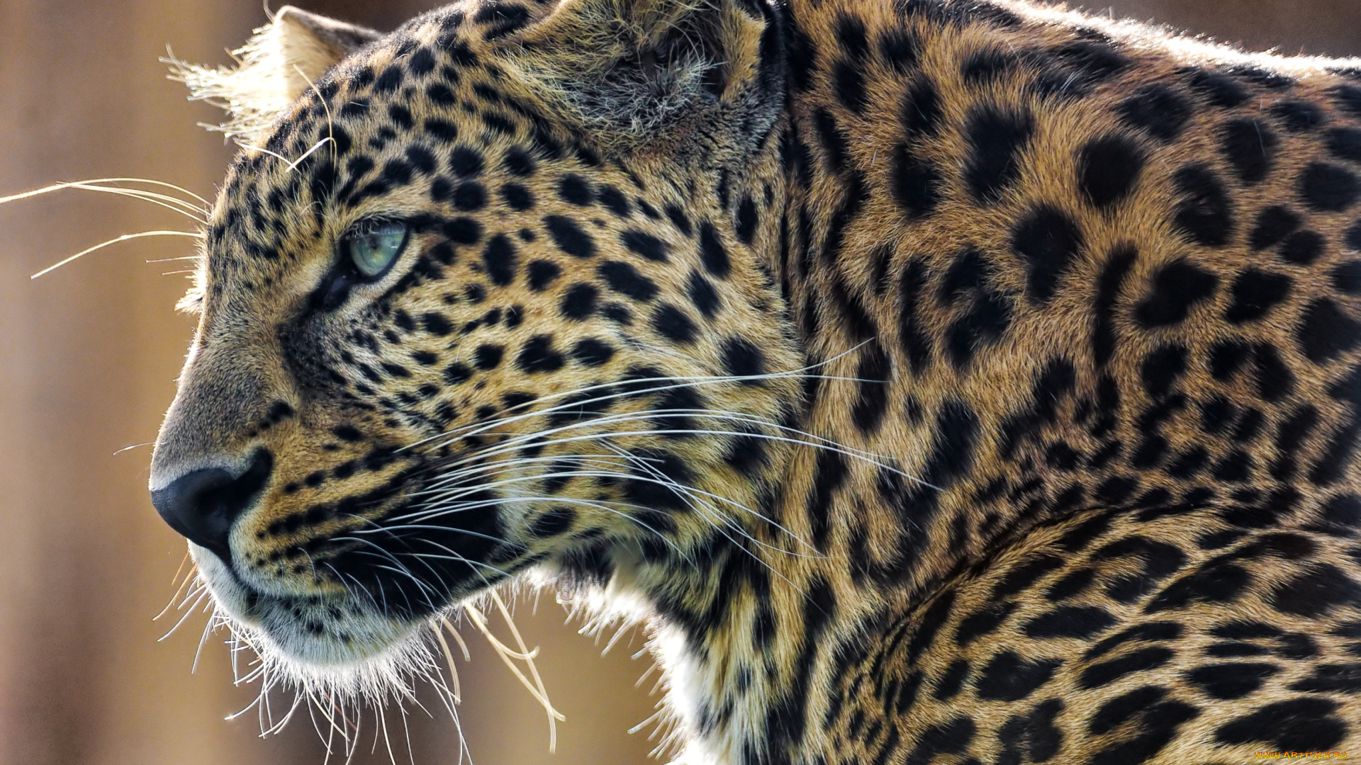 животные, леопарды, профиль