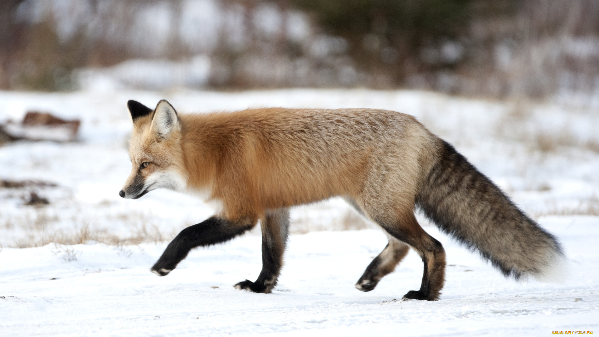 животные, лисы, хвост, снег, рыжая