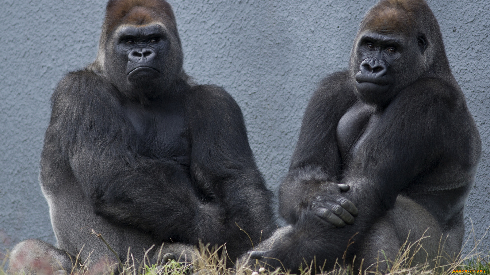 животные, обезьяны, гориллы, мужики, братаны