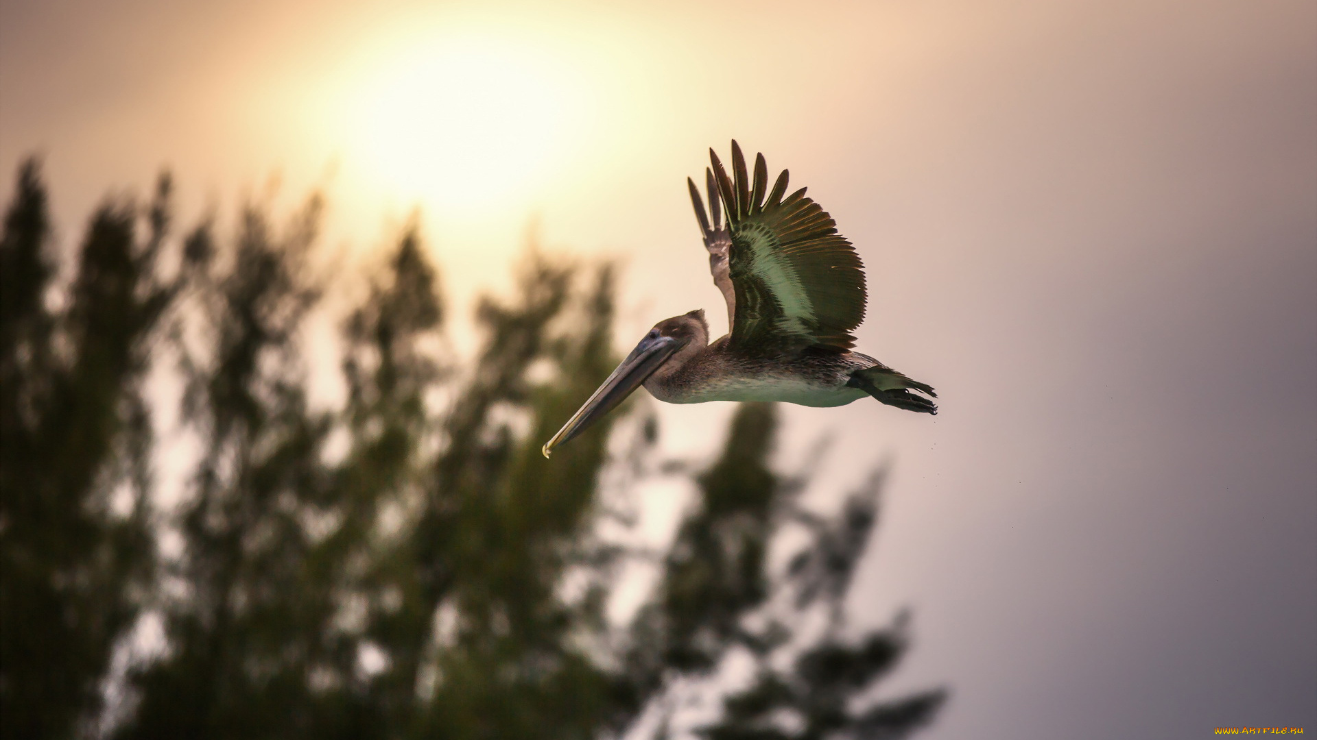 животные, пеликаны, пеликан, полет, деревья, птица