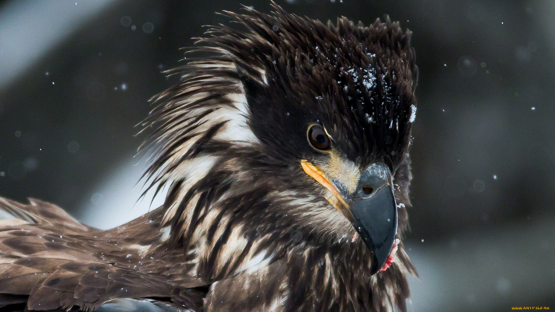 животные, птицы, хищники, портрет, грозный