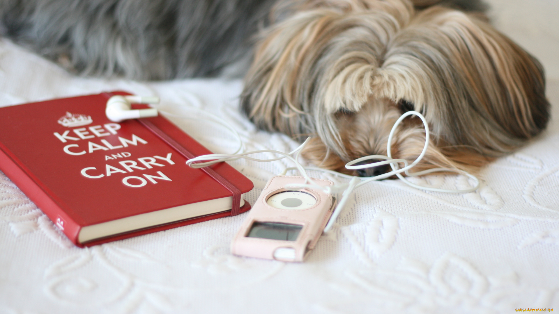 животные, собаки, собака, плейер, книга, кровать