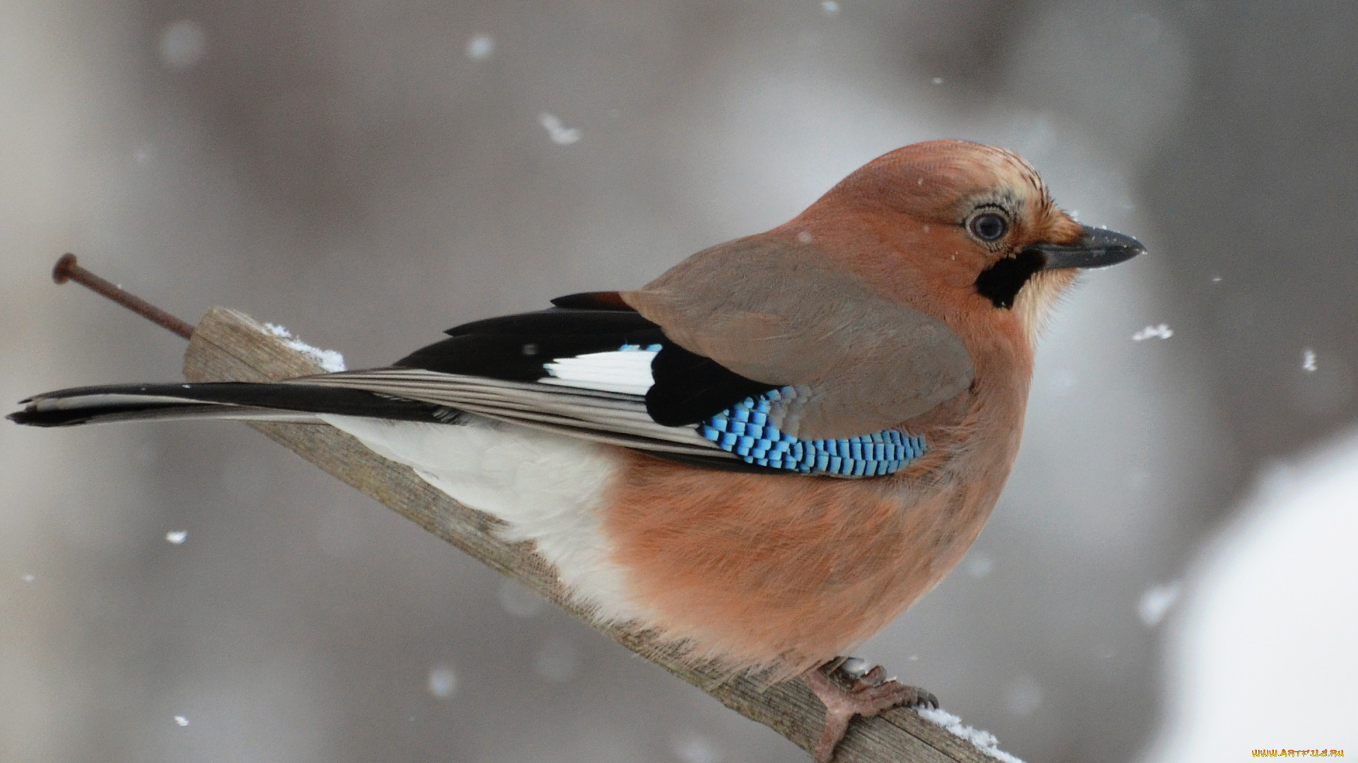животные, сойки, перекладина, снег, сойка, зима