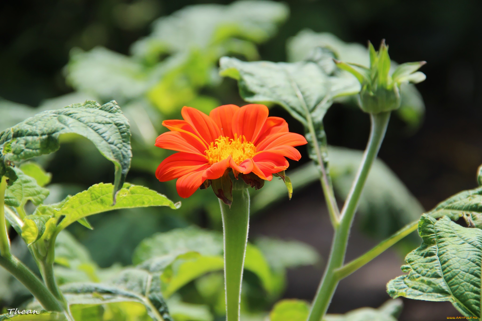 цветы, оранжевый