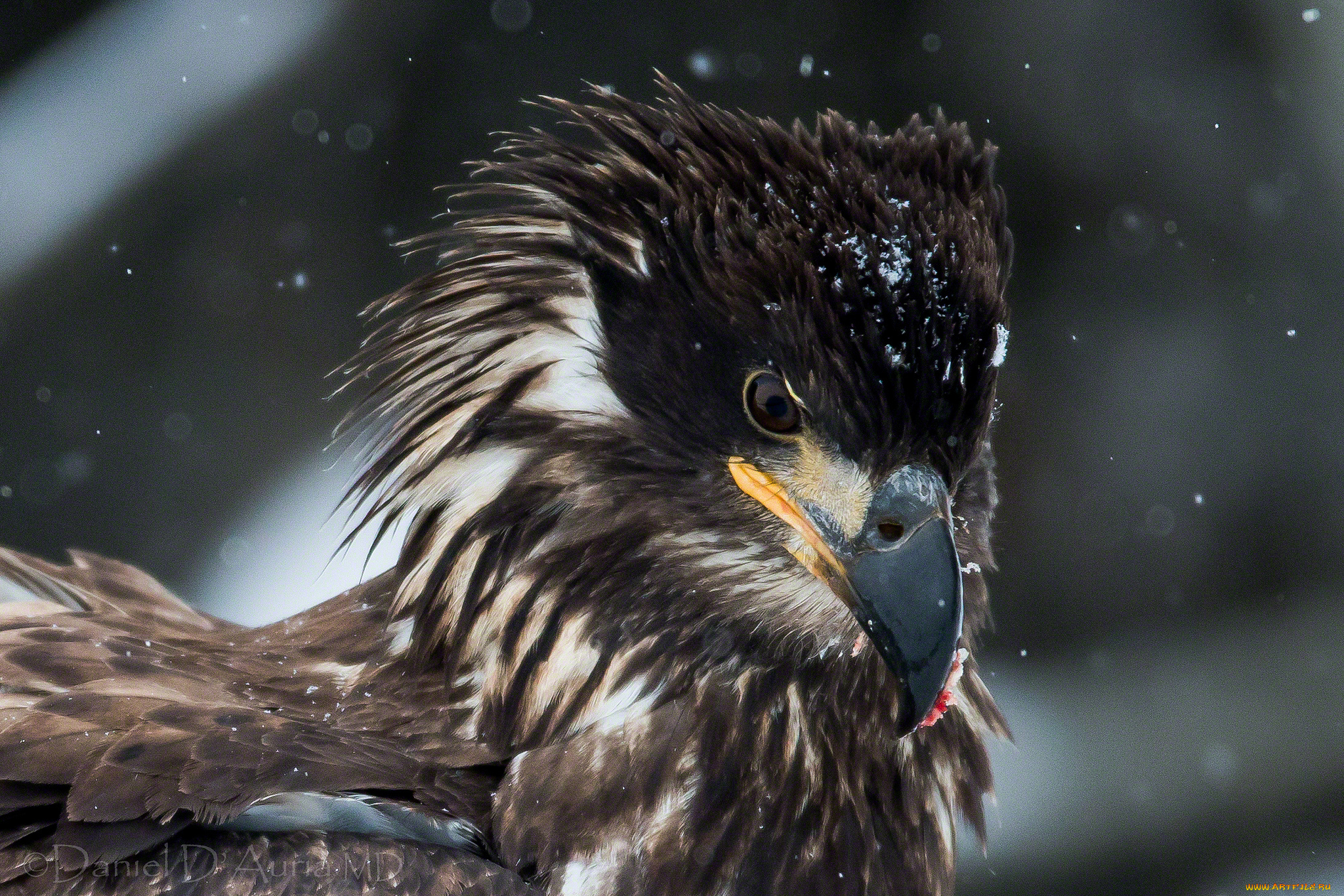 животные, птицы, хищники, портрет, грозный