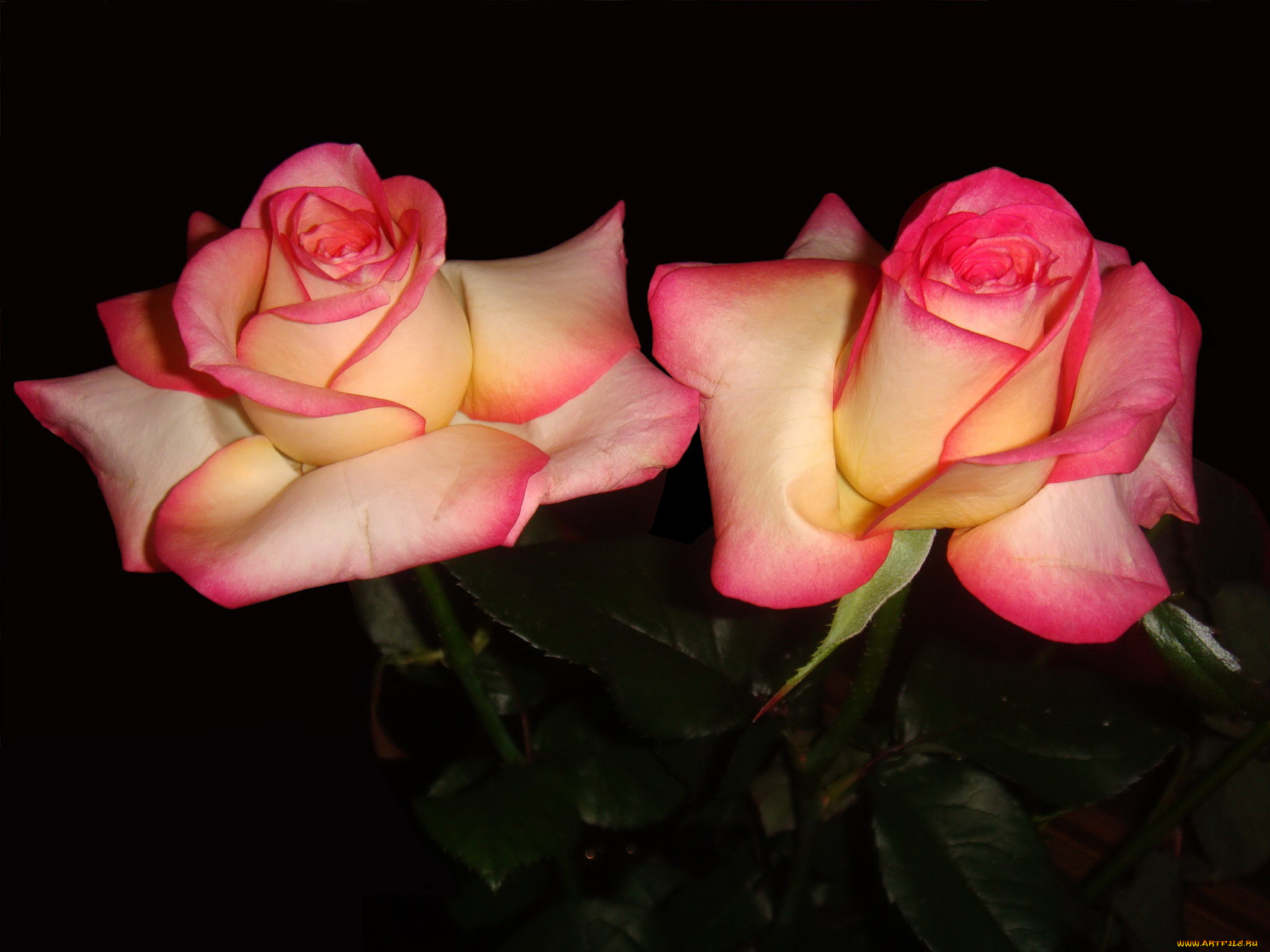 цветы, розы