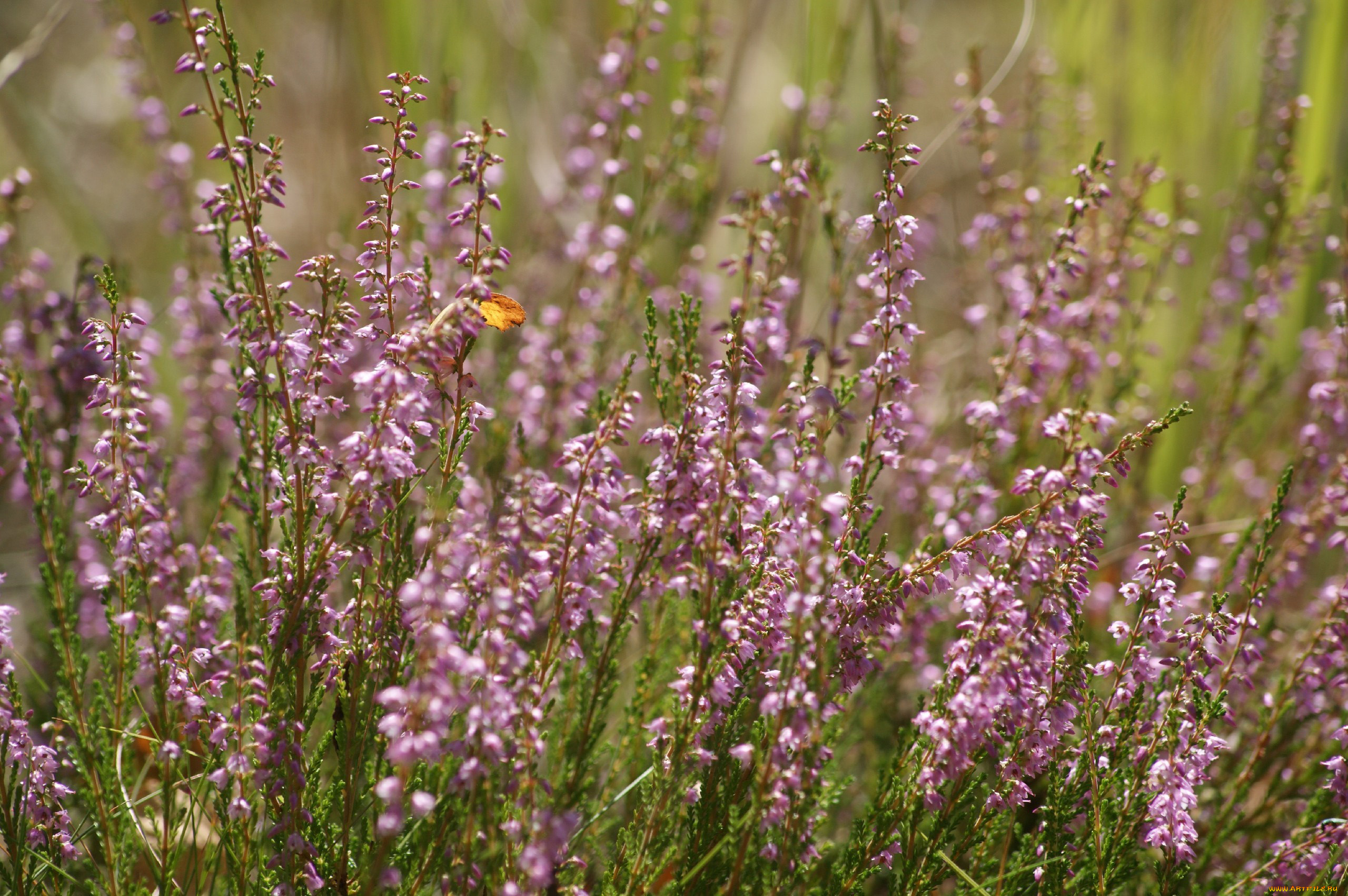 цветы, вереск, эрики, сиреневый