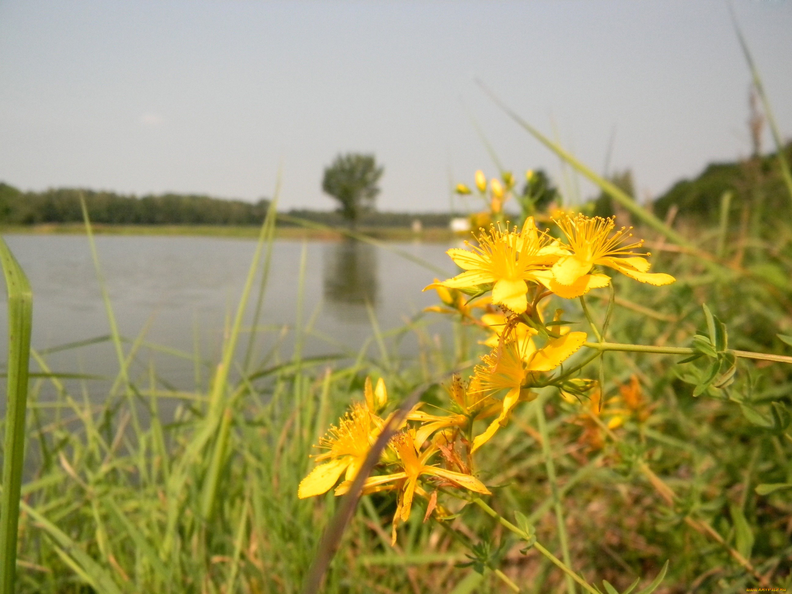 цветы, луговые, полевые, зверобой