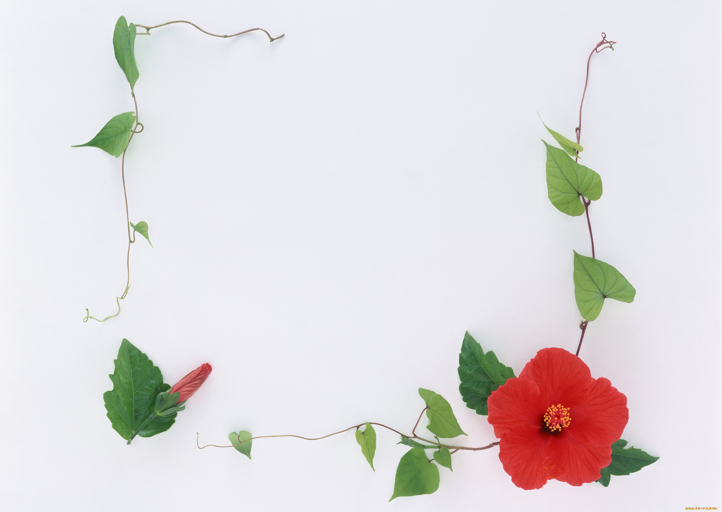 цветы, гибискусы, венок