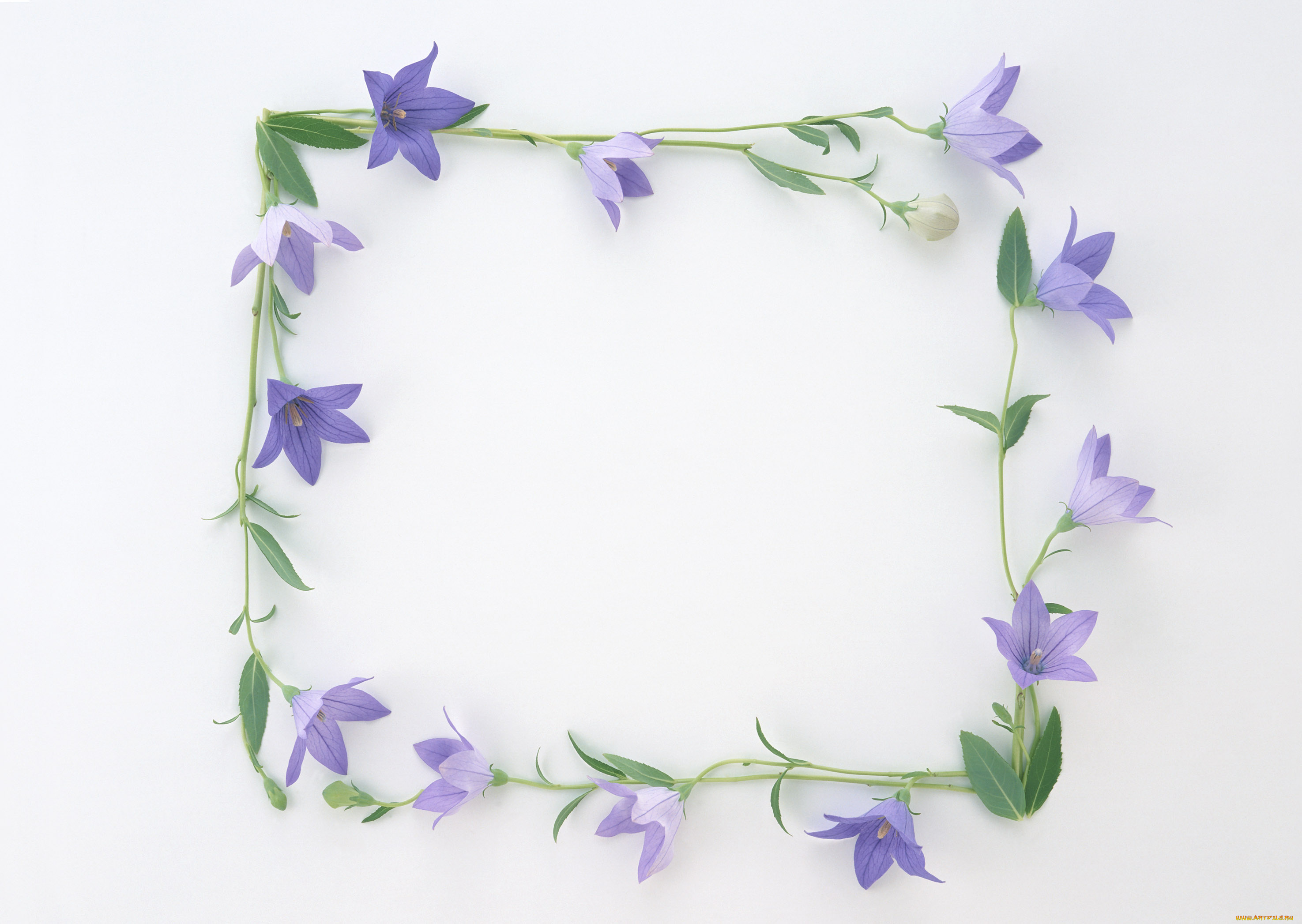 цветы, колокольчики, венок