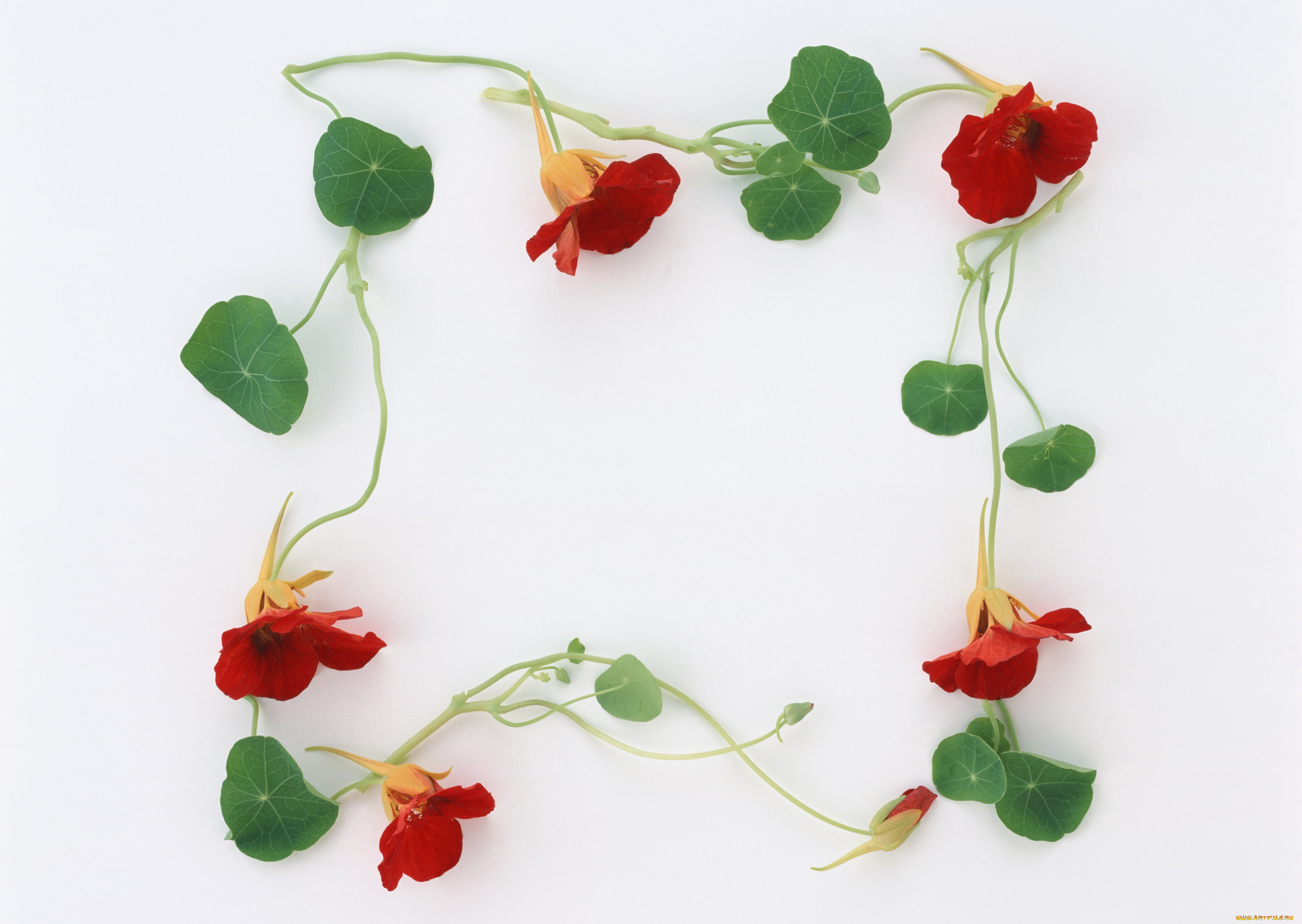 цветы, настурции, листочки