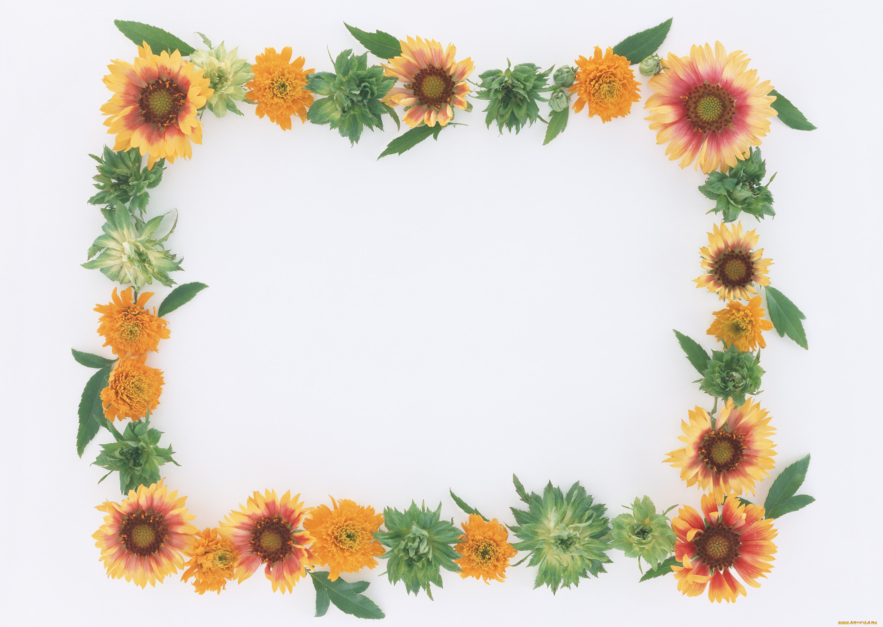 цветы, разные, вместе, листочки