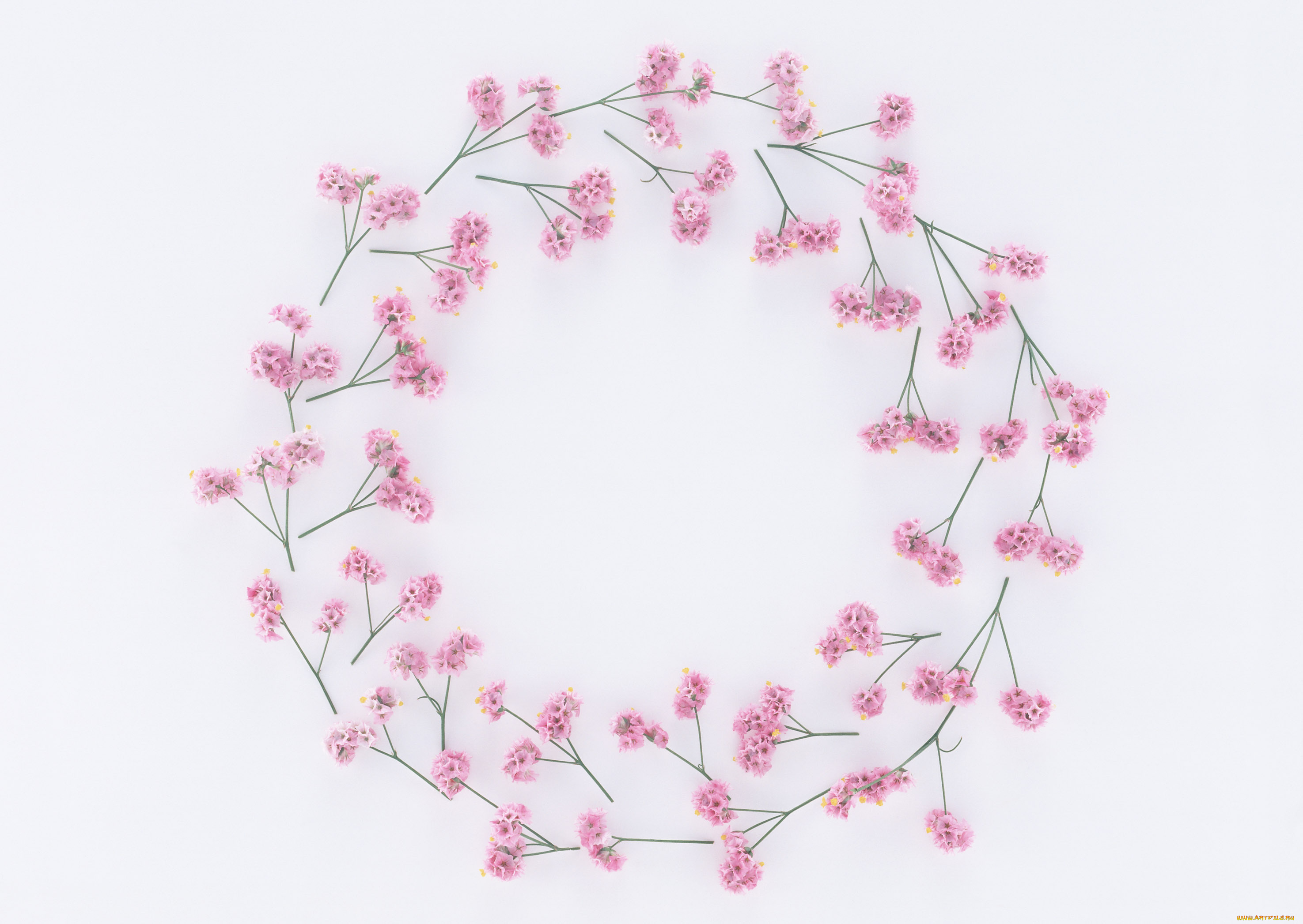 цветы, венок