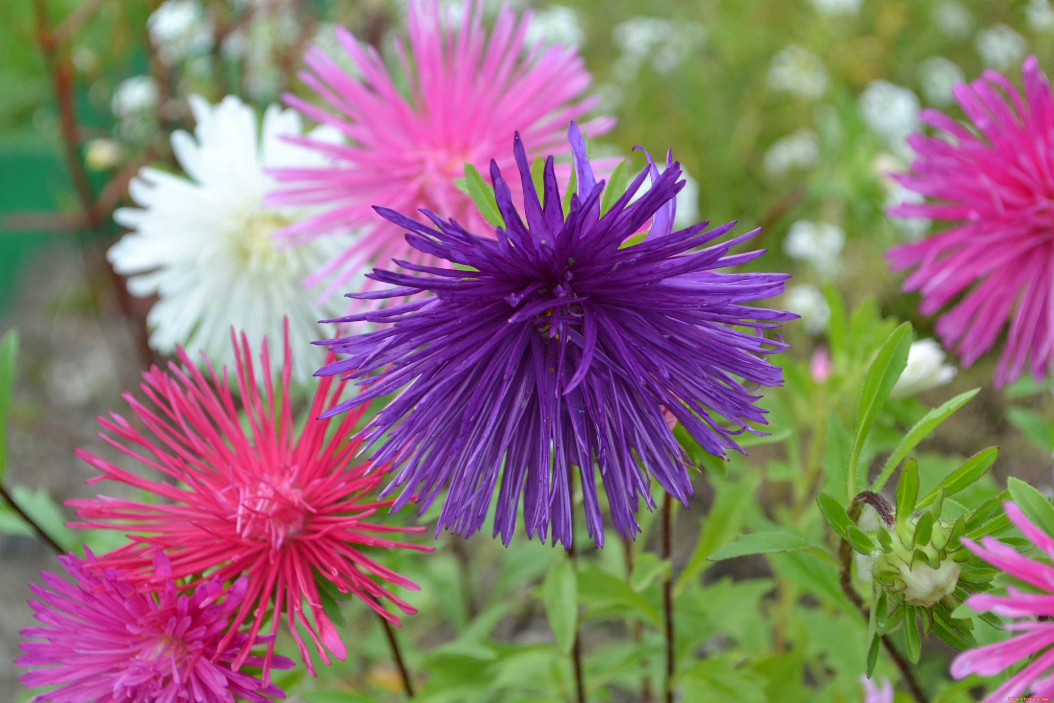 цветы, астры